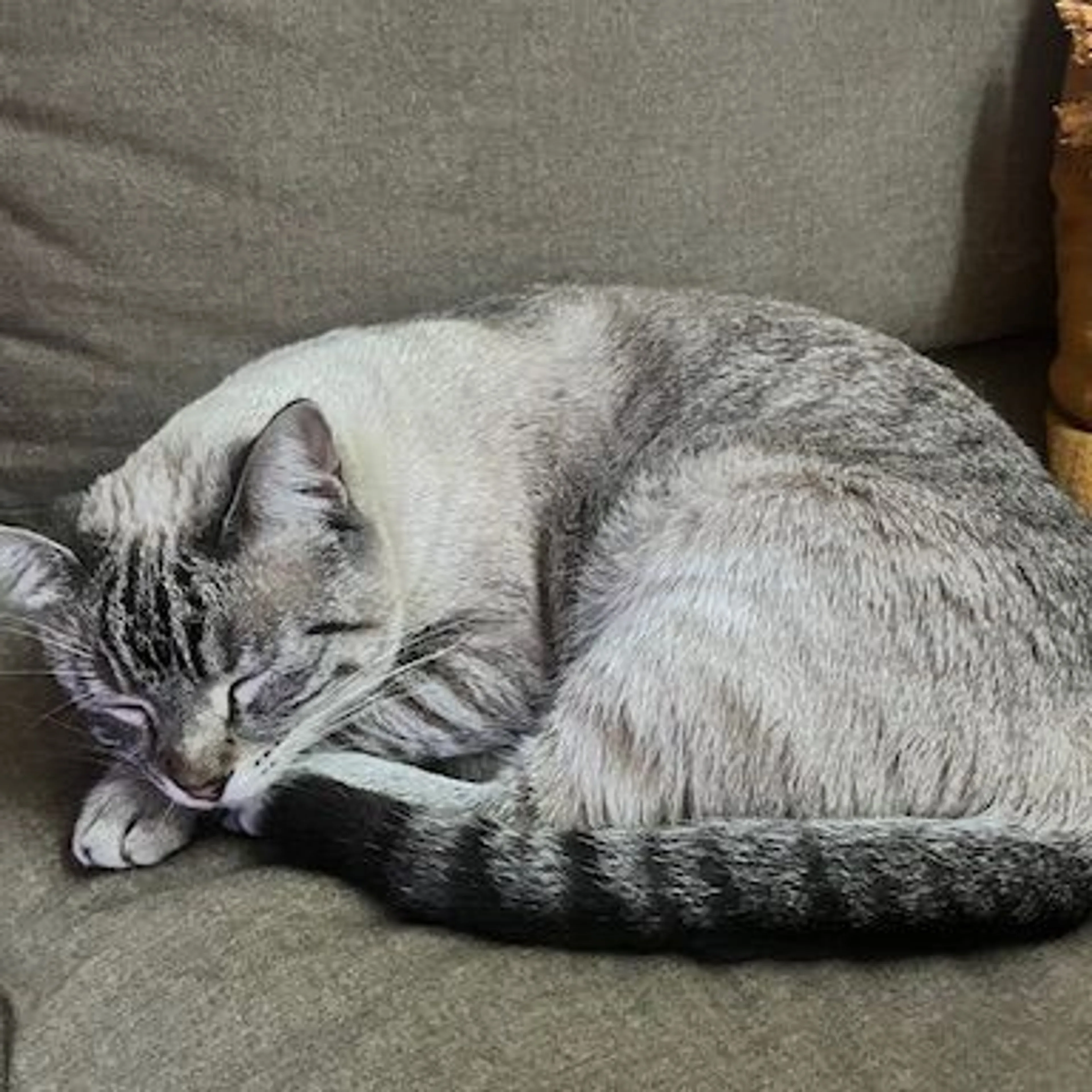 Lost pet