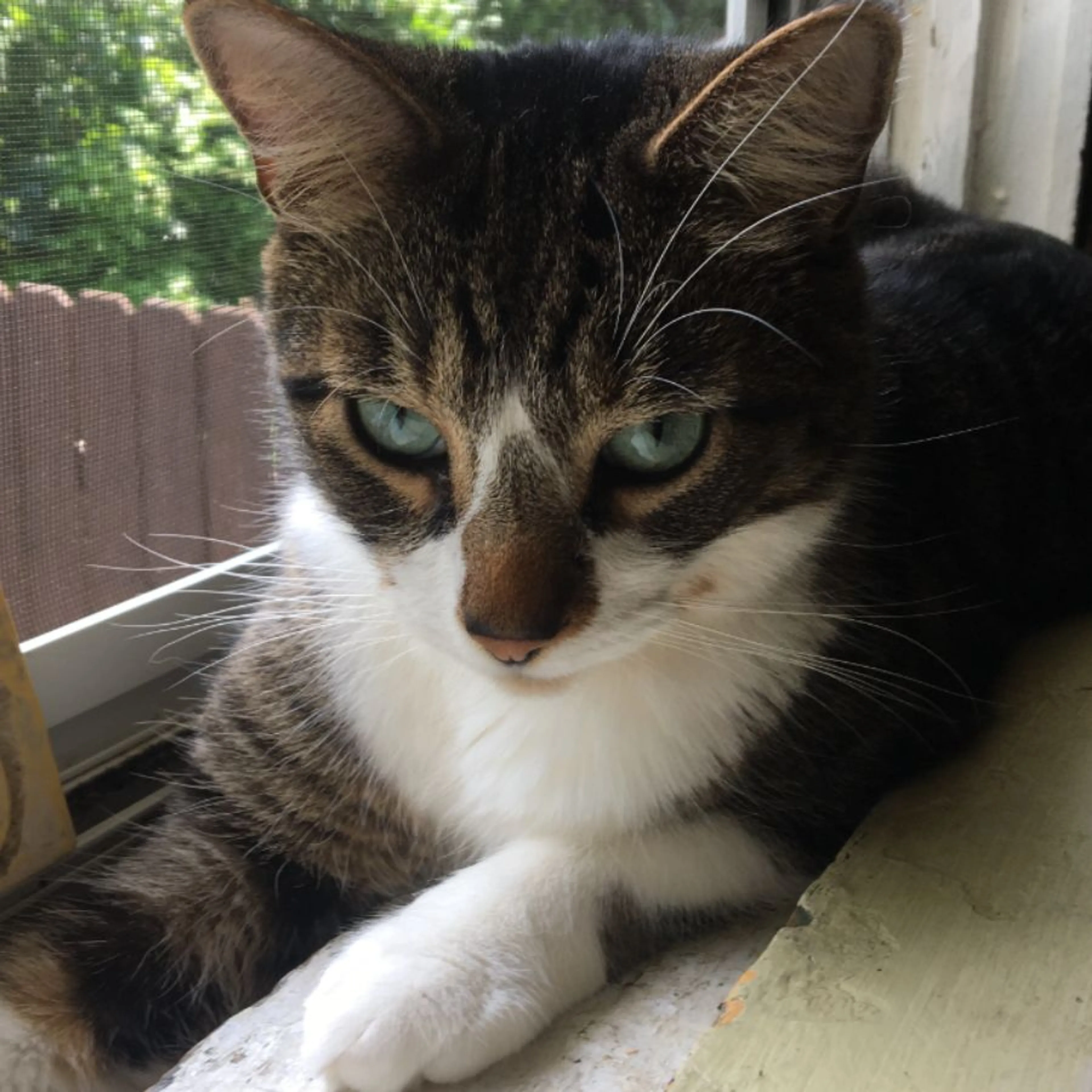 Lost pet