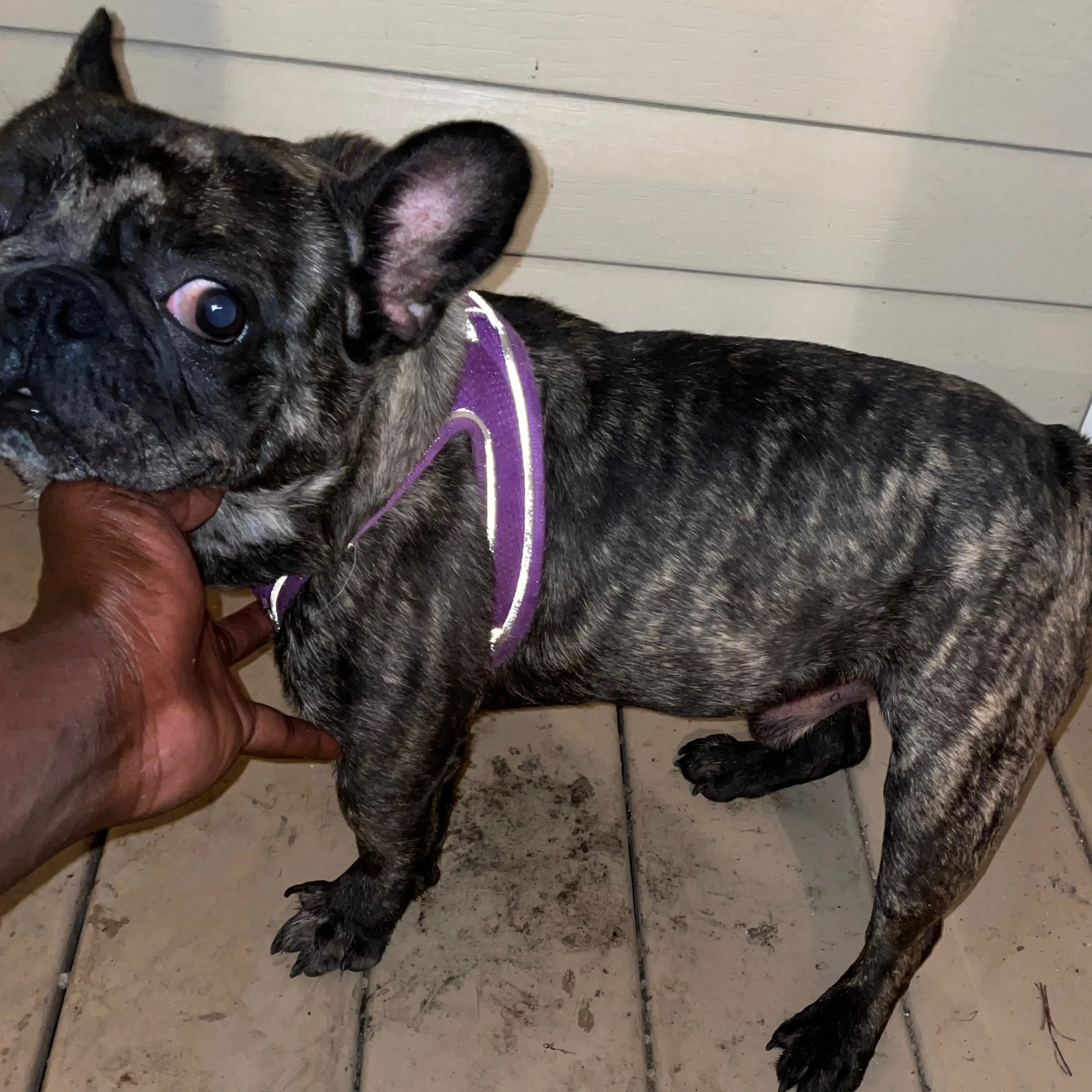 Lost pet-1
