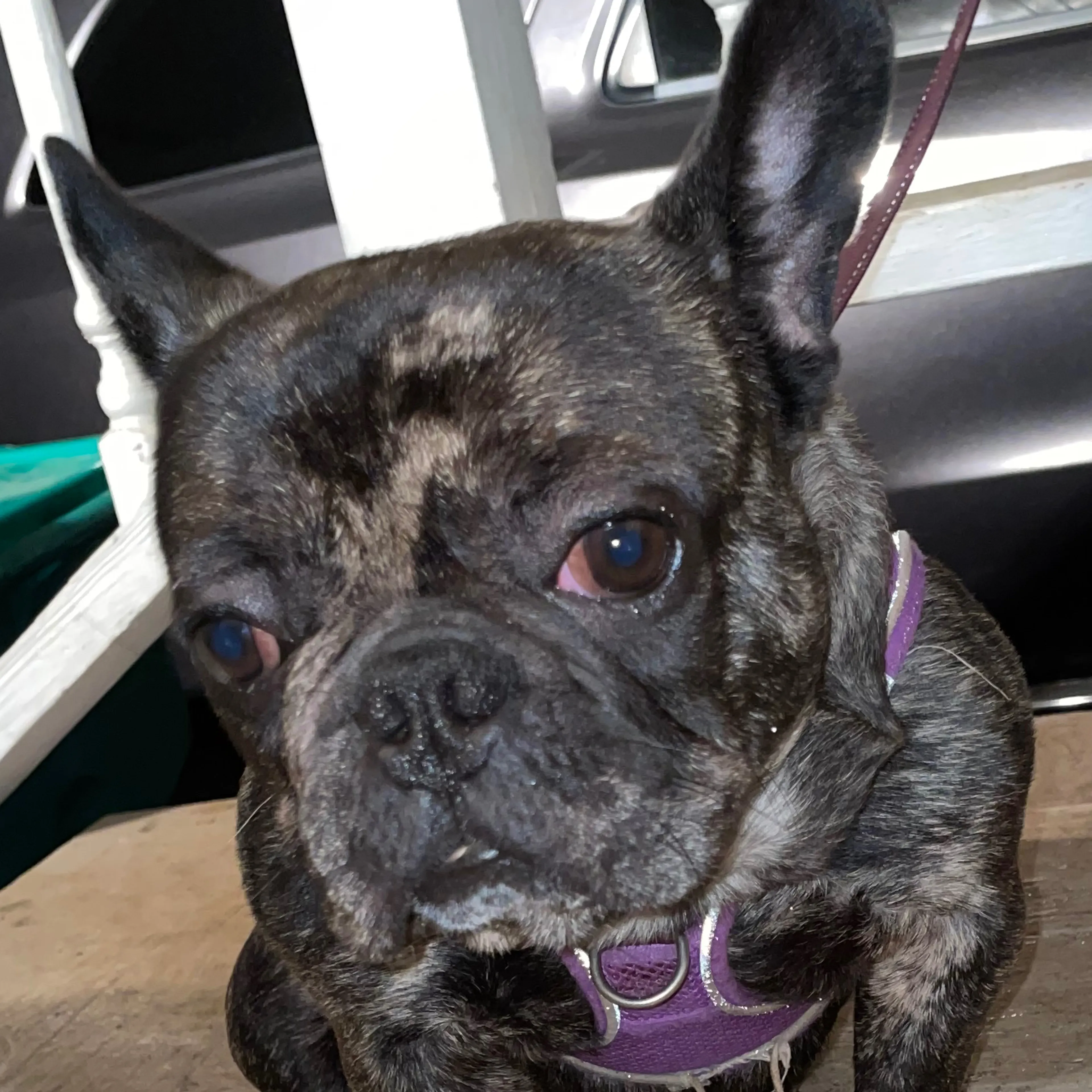 Lost pet-2