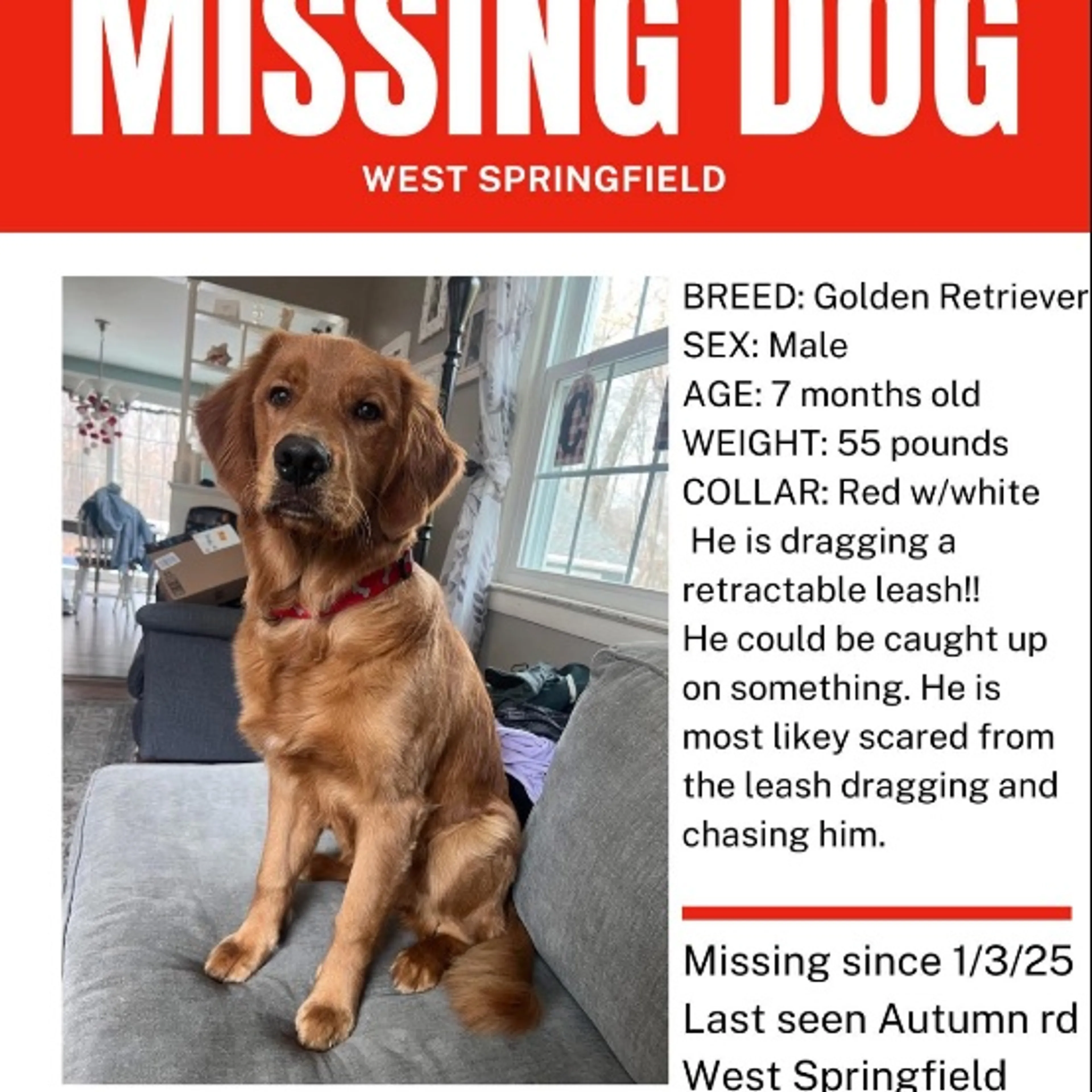 Lost pet