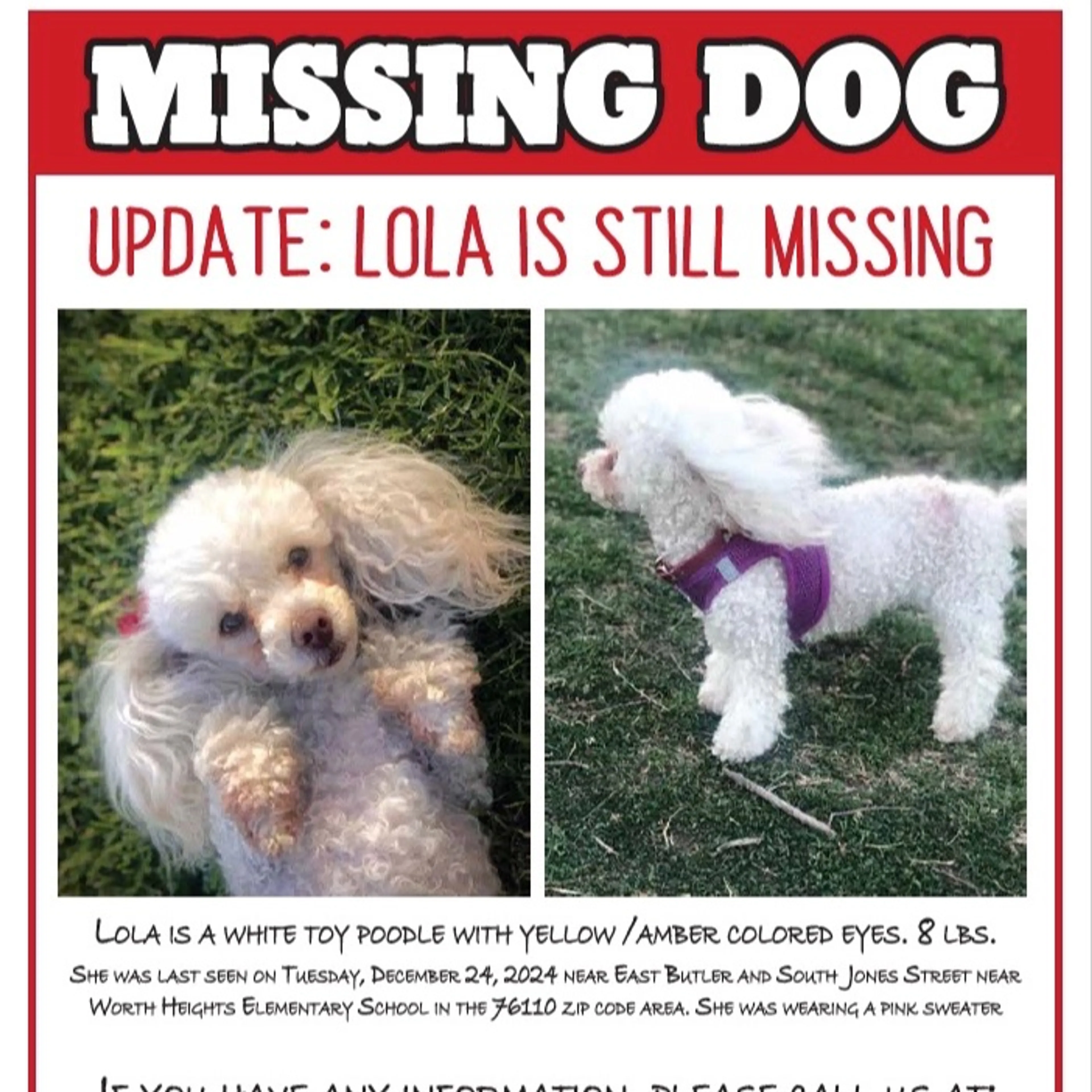 Lost pet