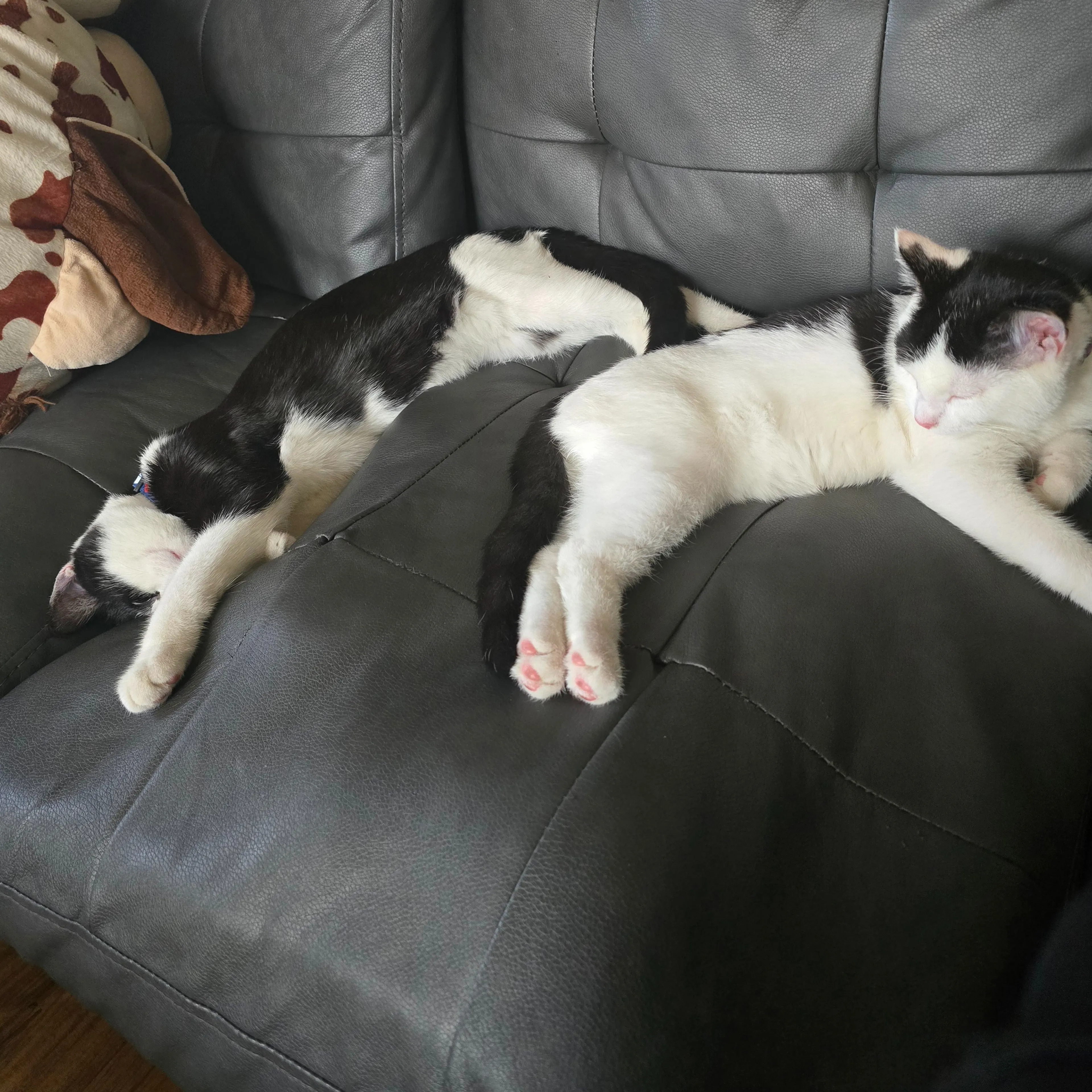 Lost pet-1