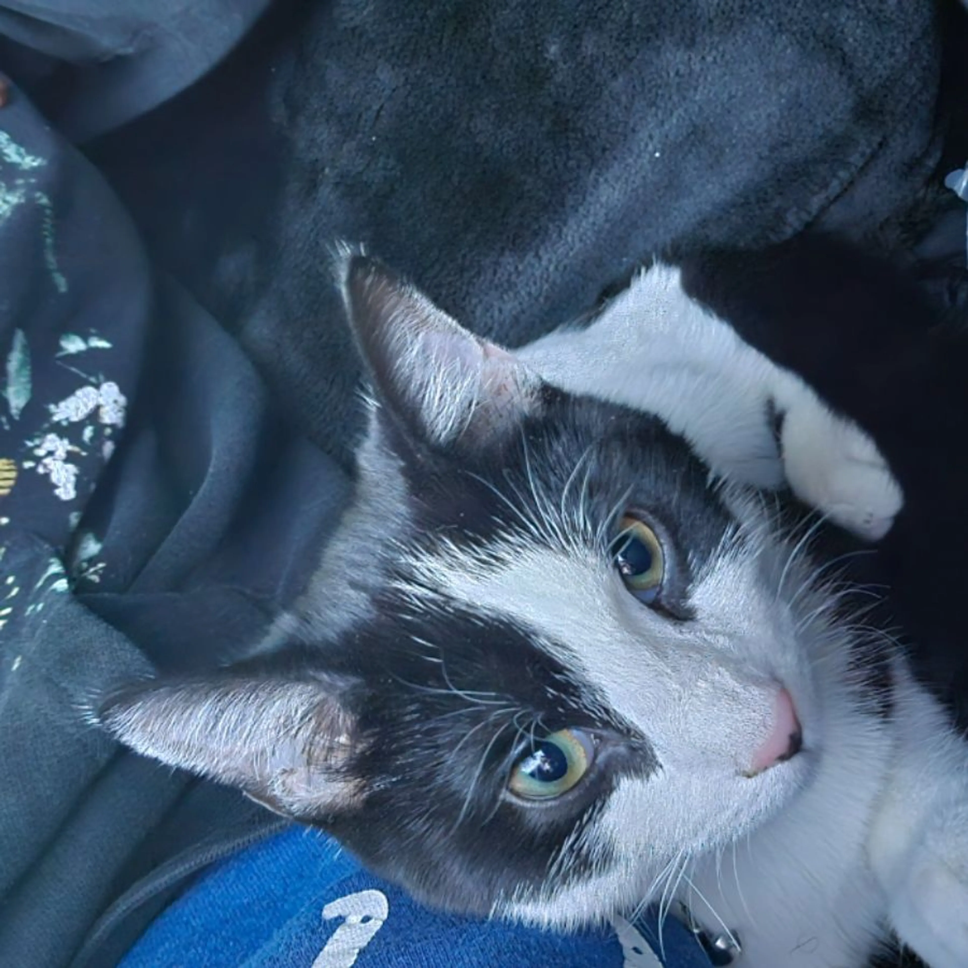 Lost pet-0