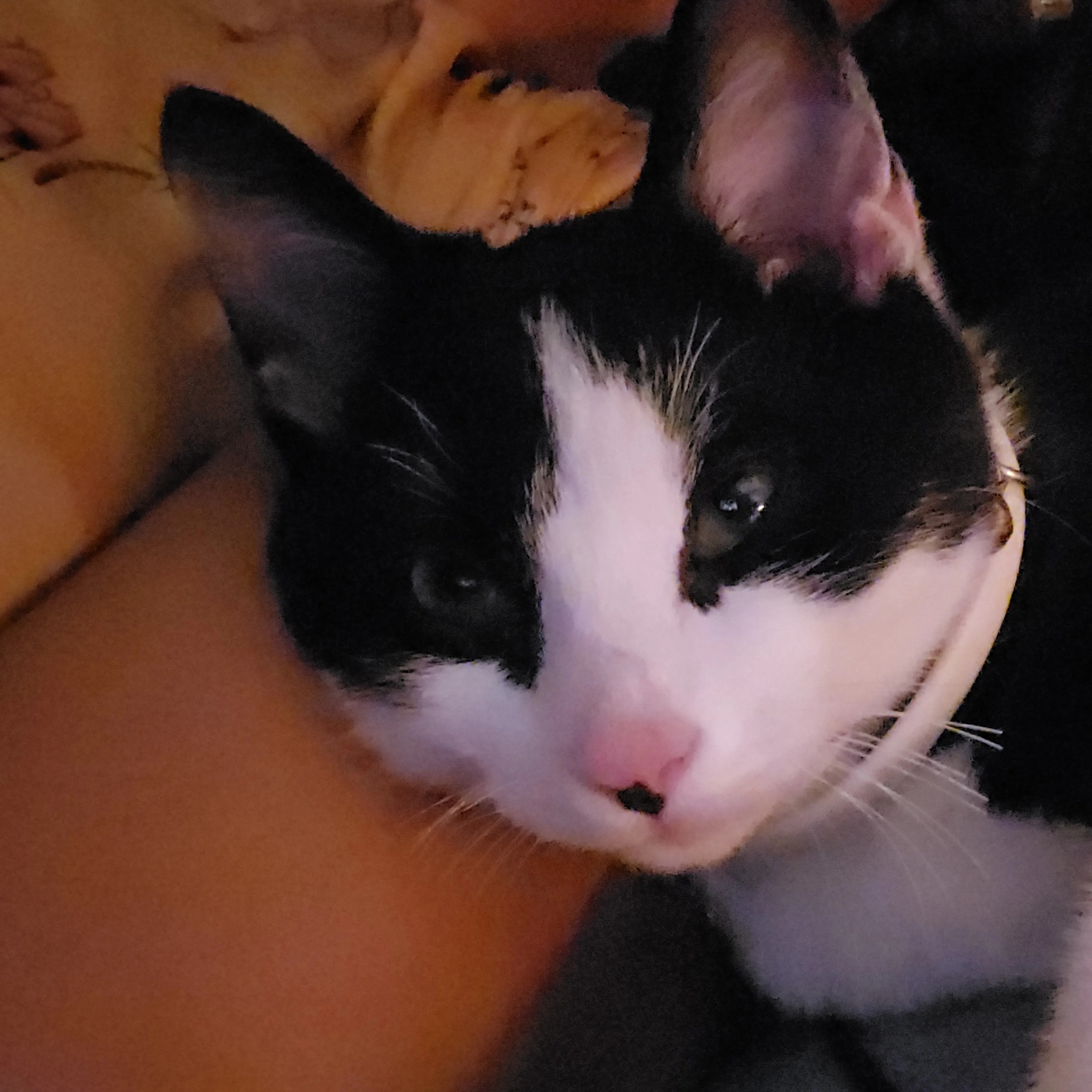 Lost pet-3