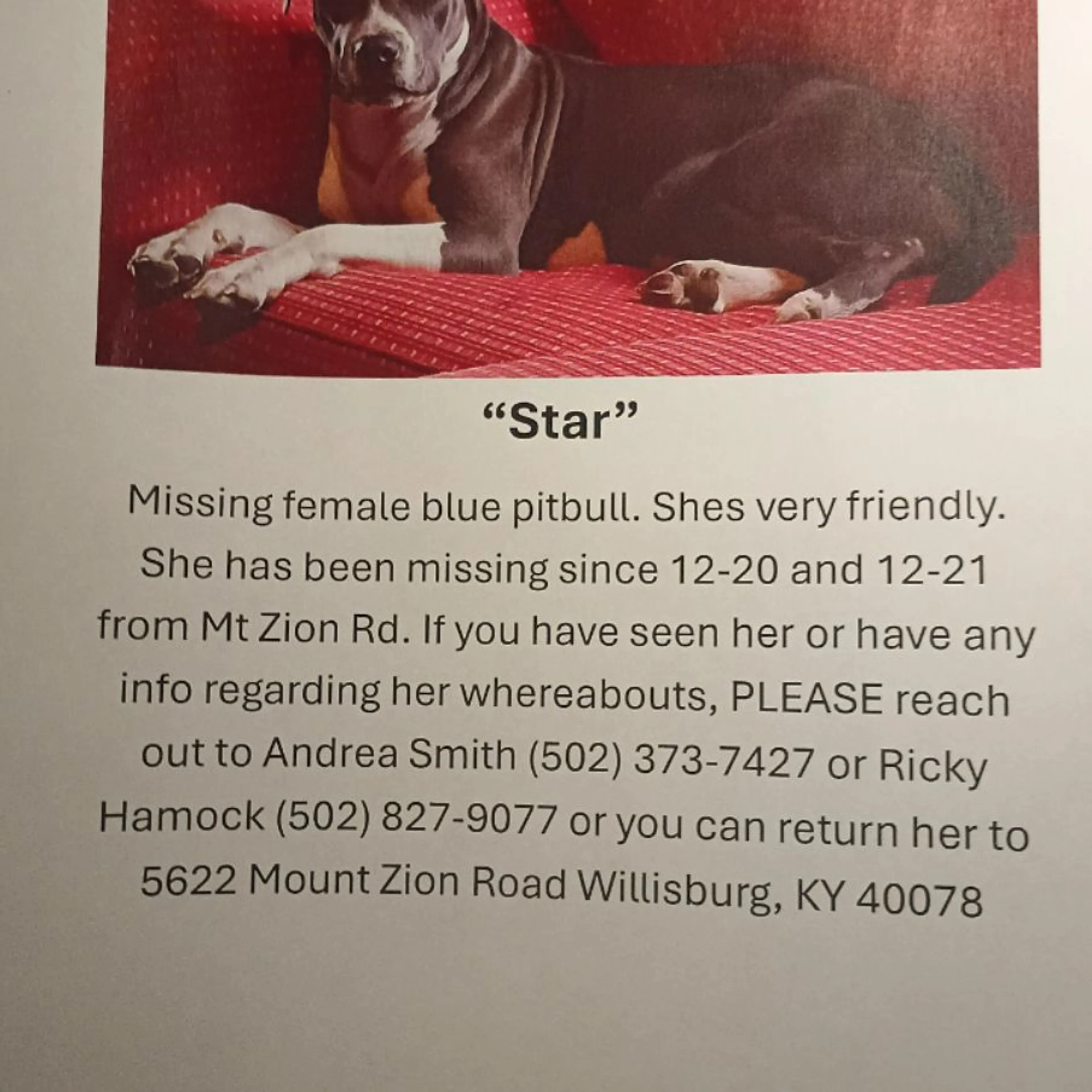 Lost pet