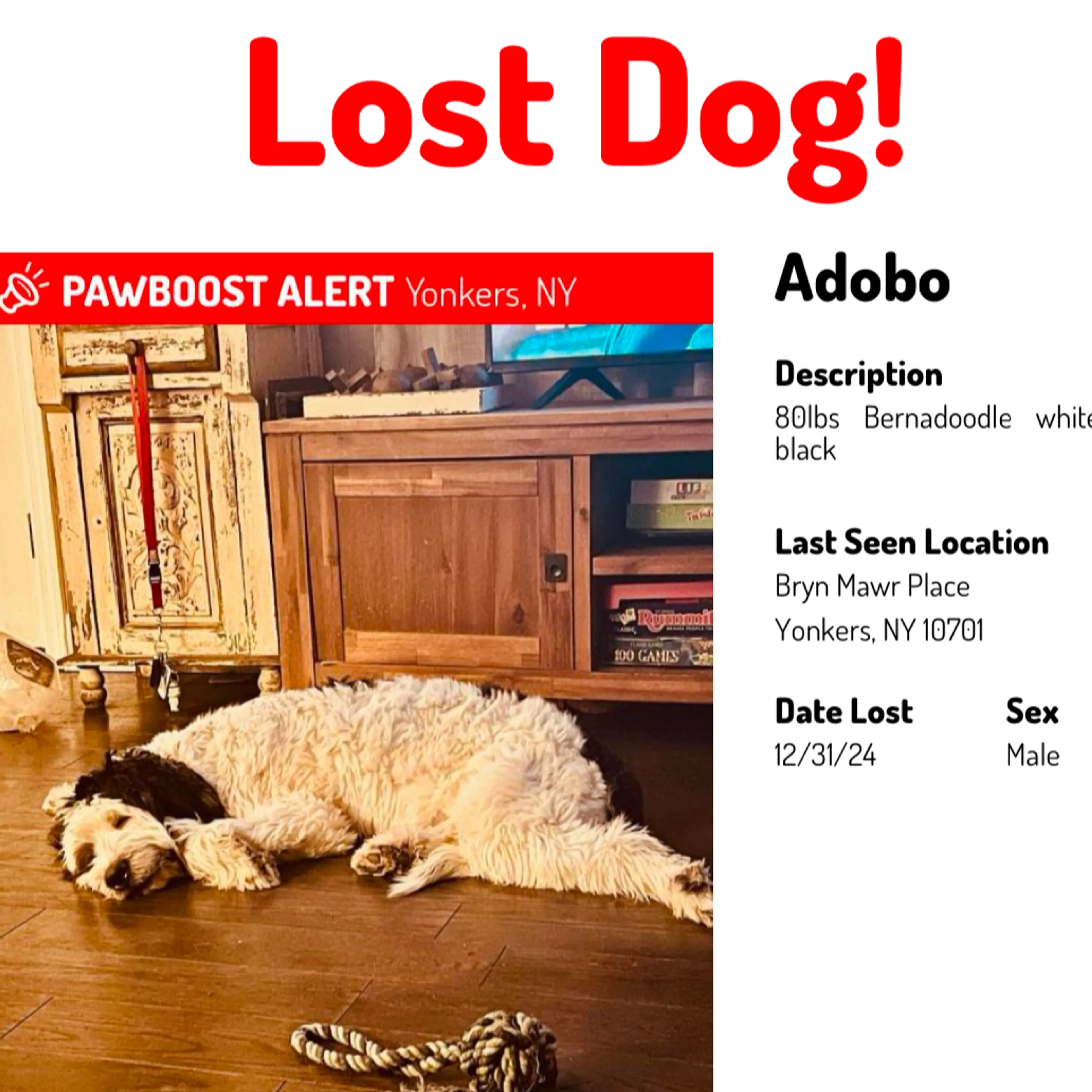 Lost pet-2