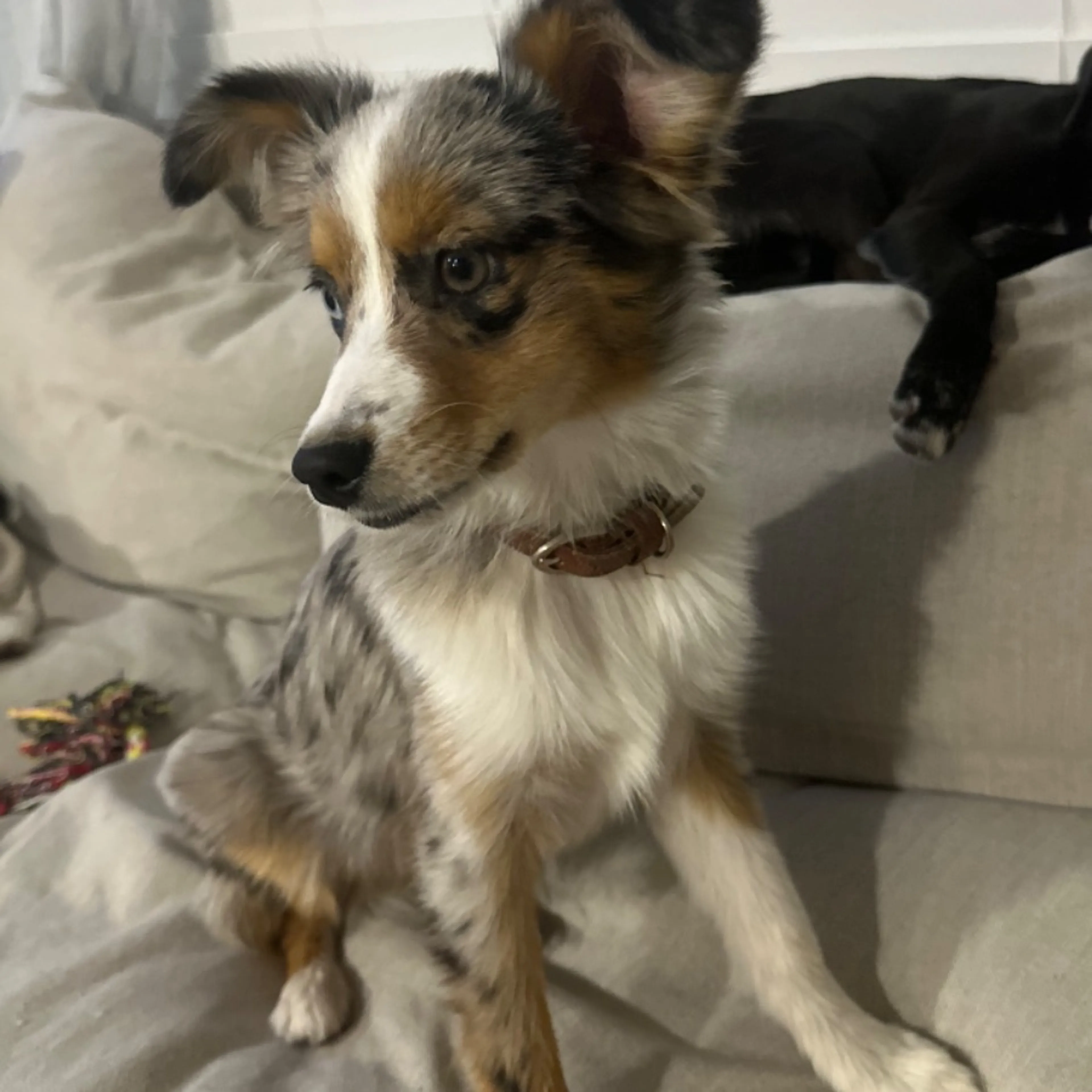 Lost pet