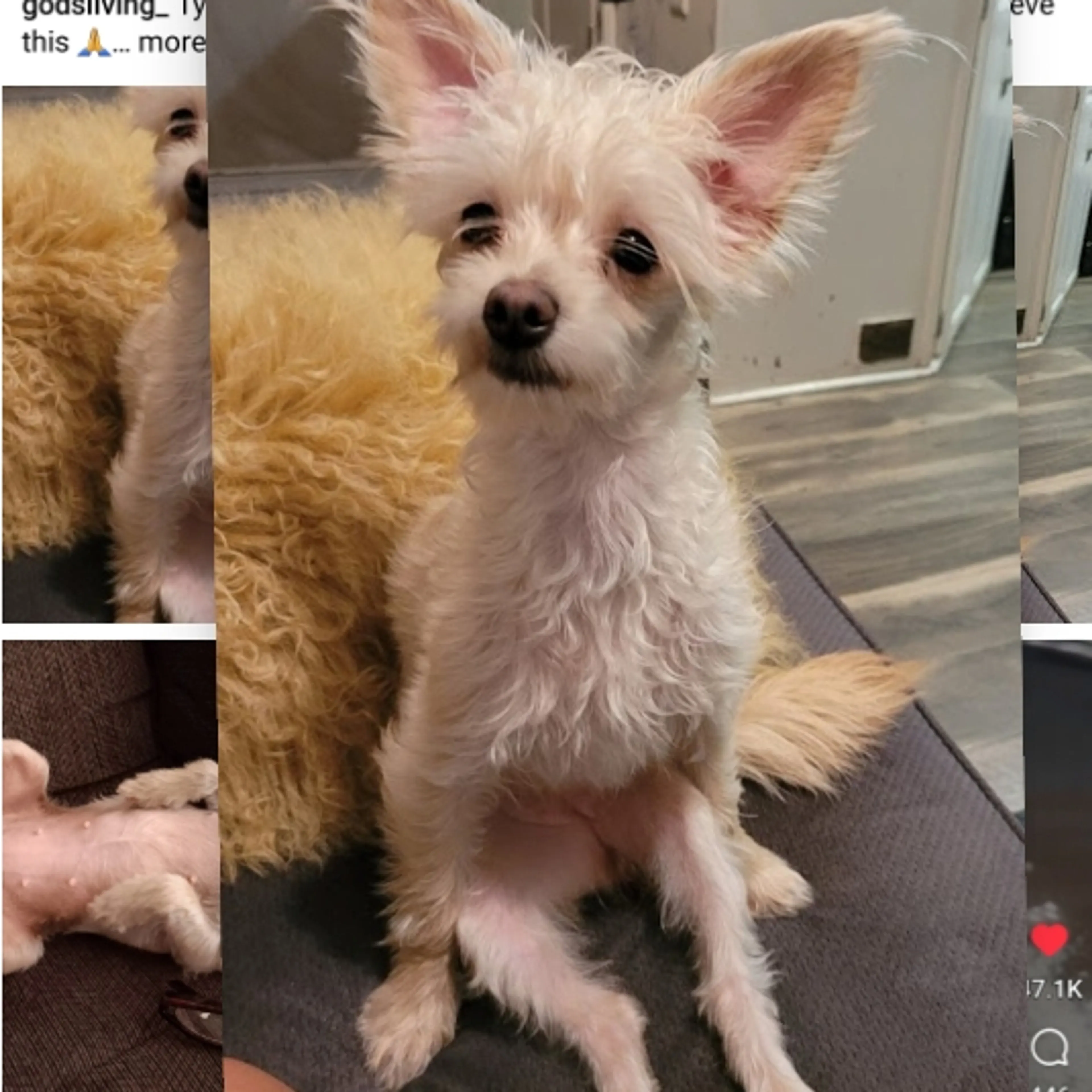 Lost pet-0