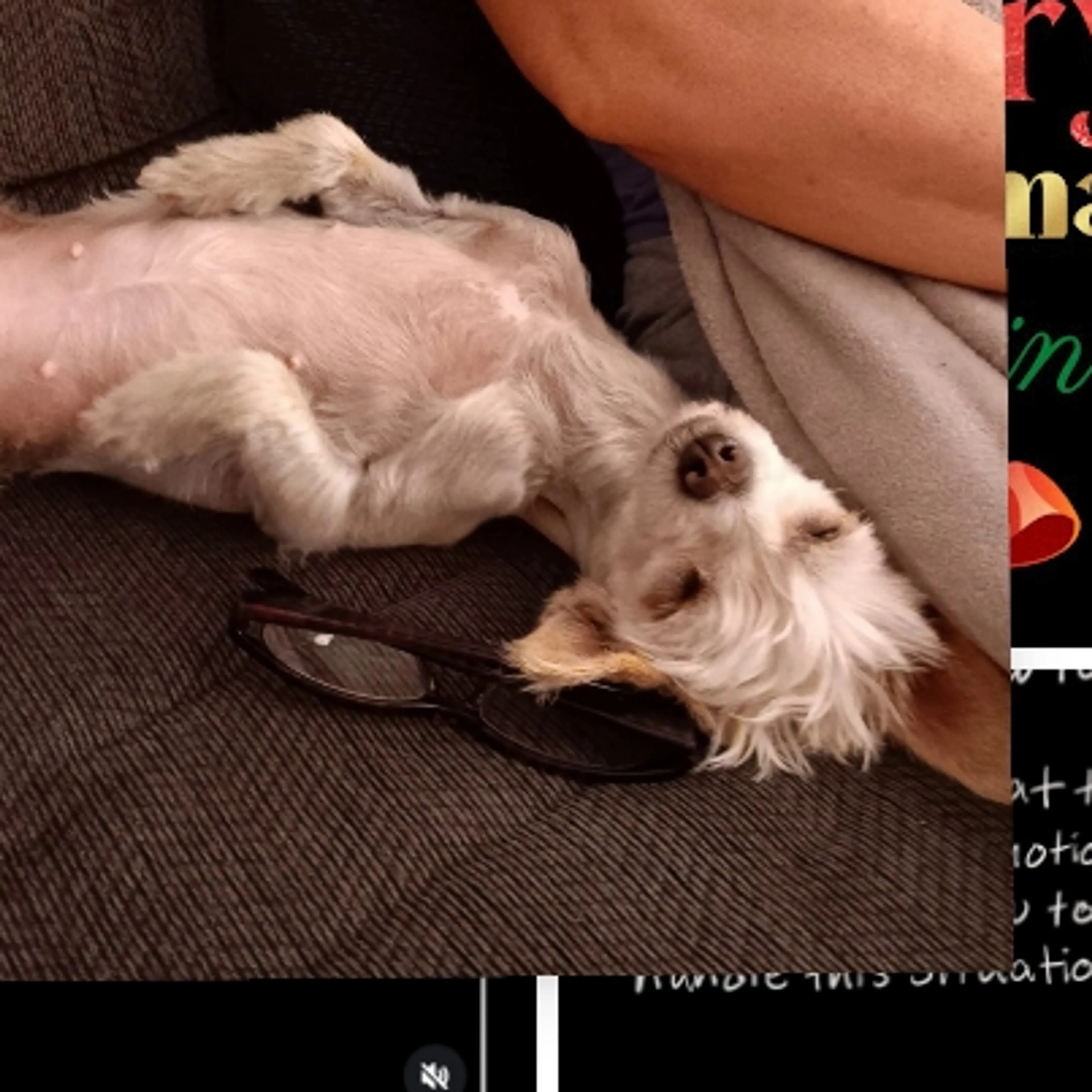 Lost pet-2