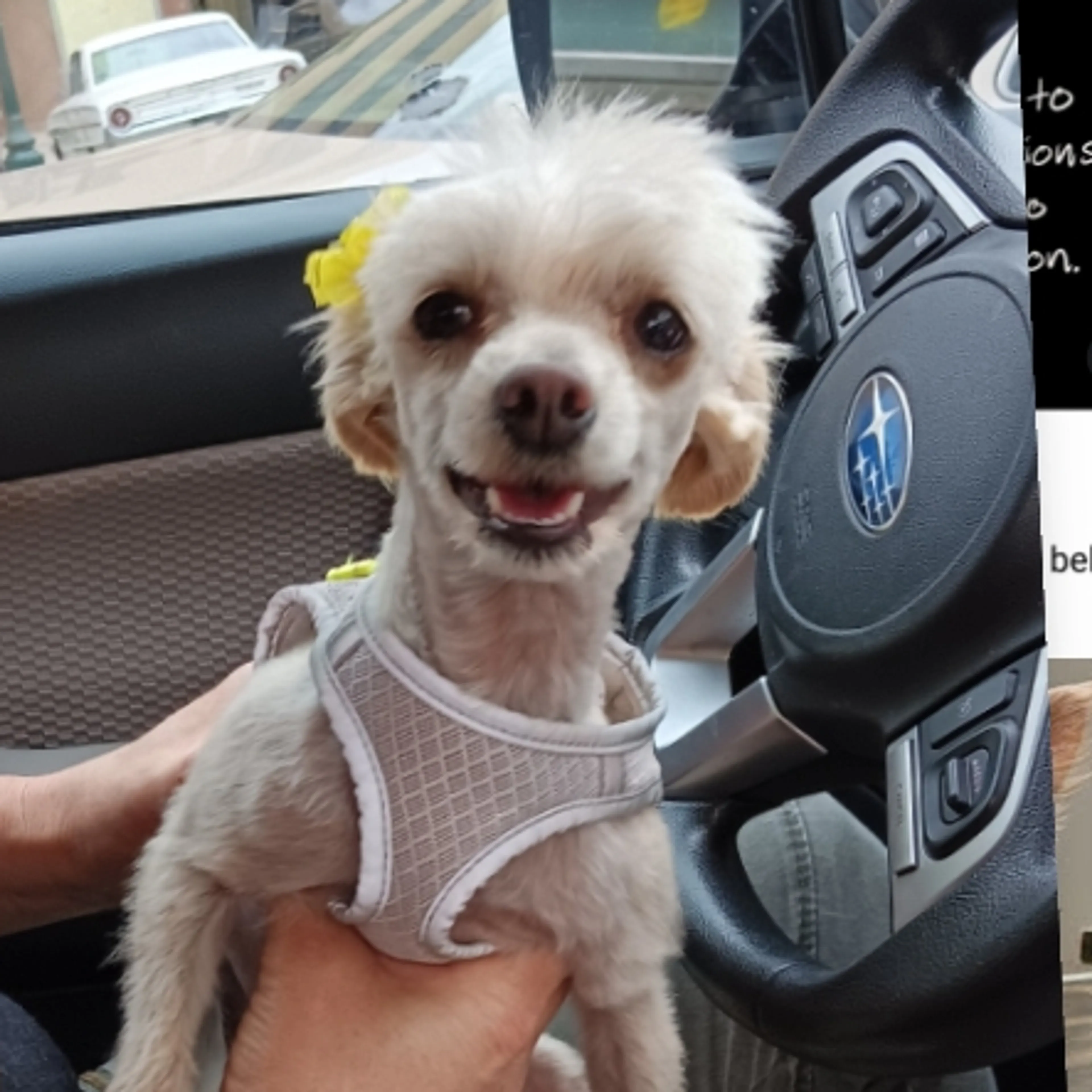 Lost pet-1