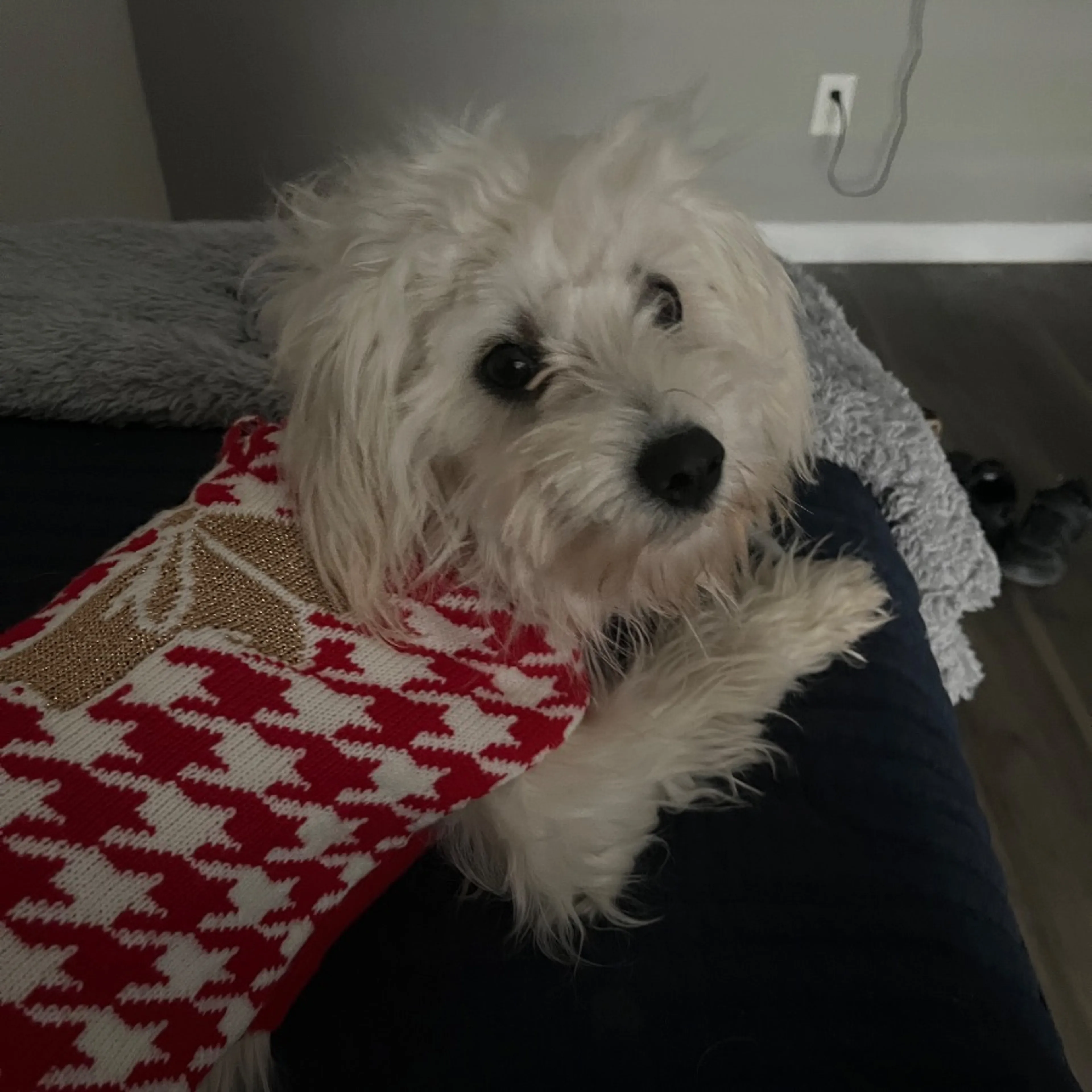 Lost pet