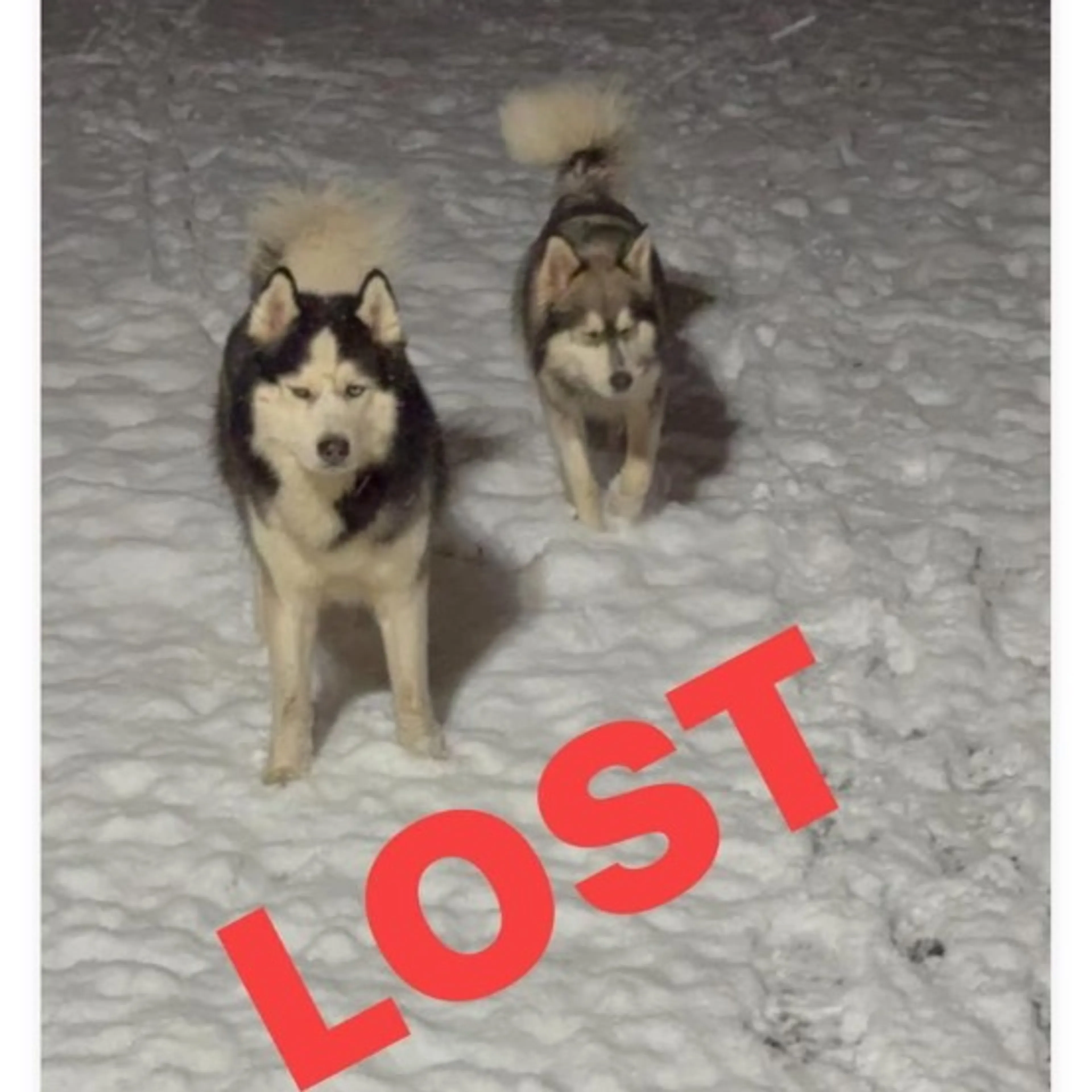 Lost pet