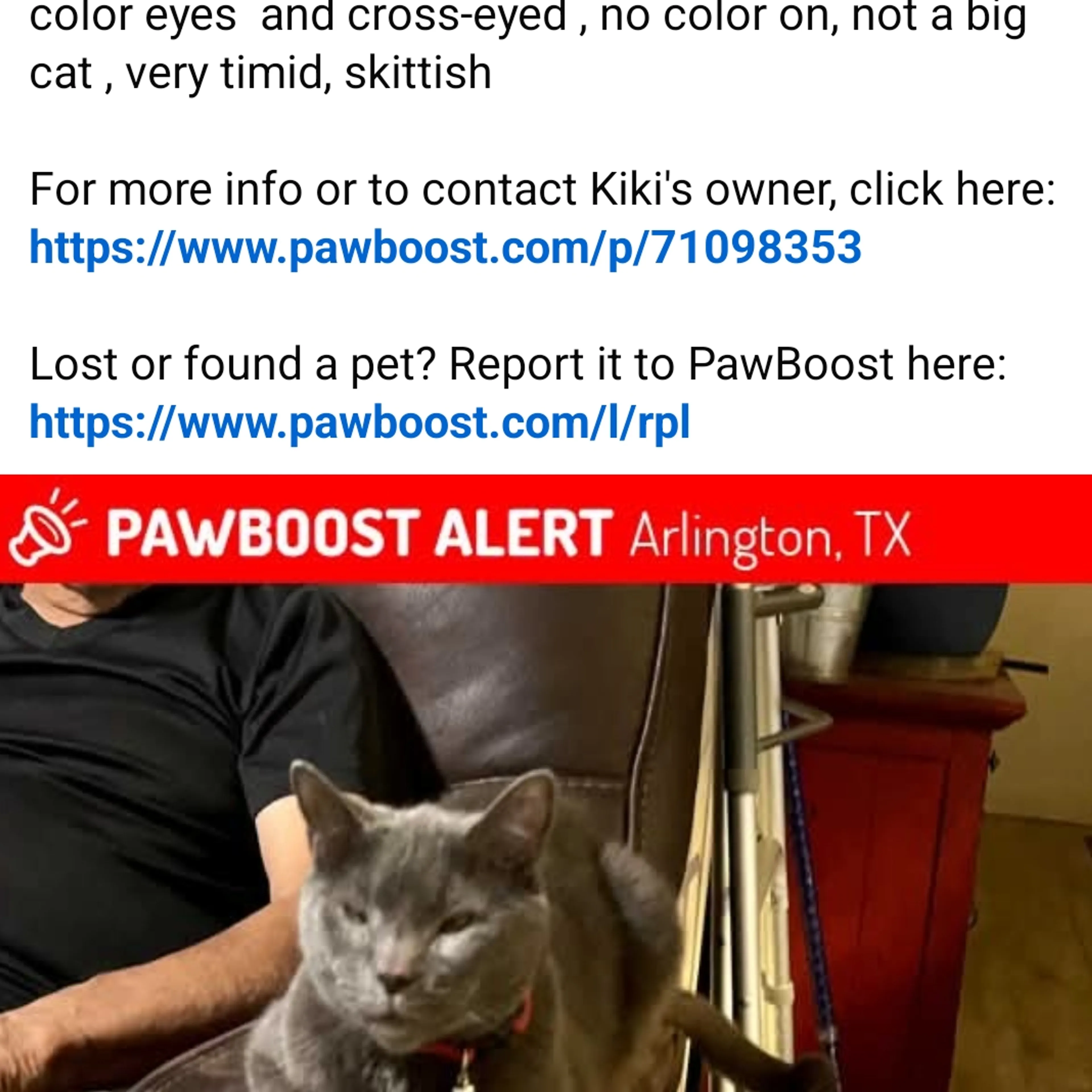 Lost pet-2