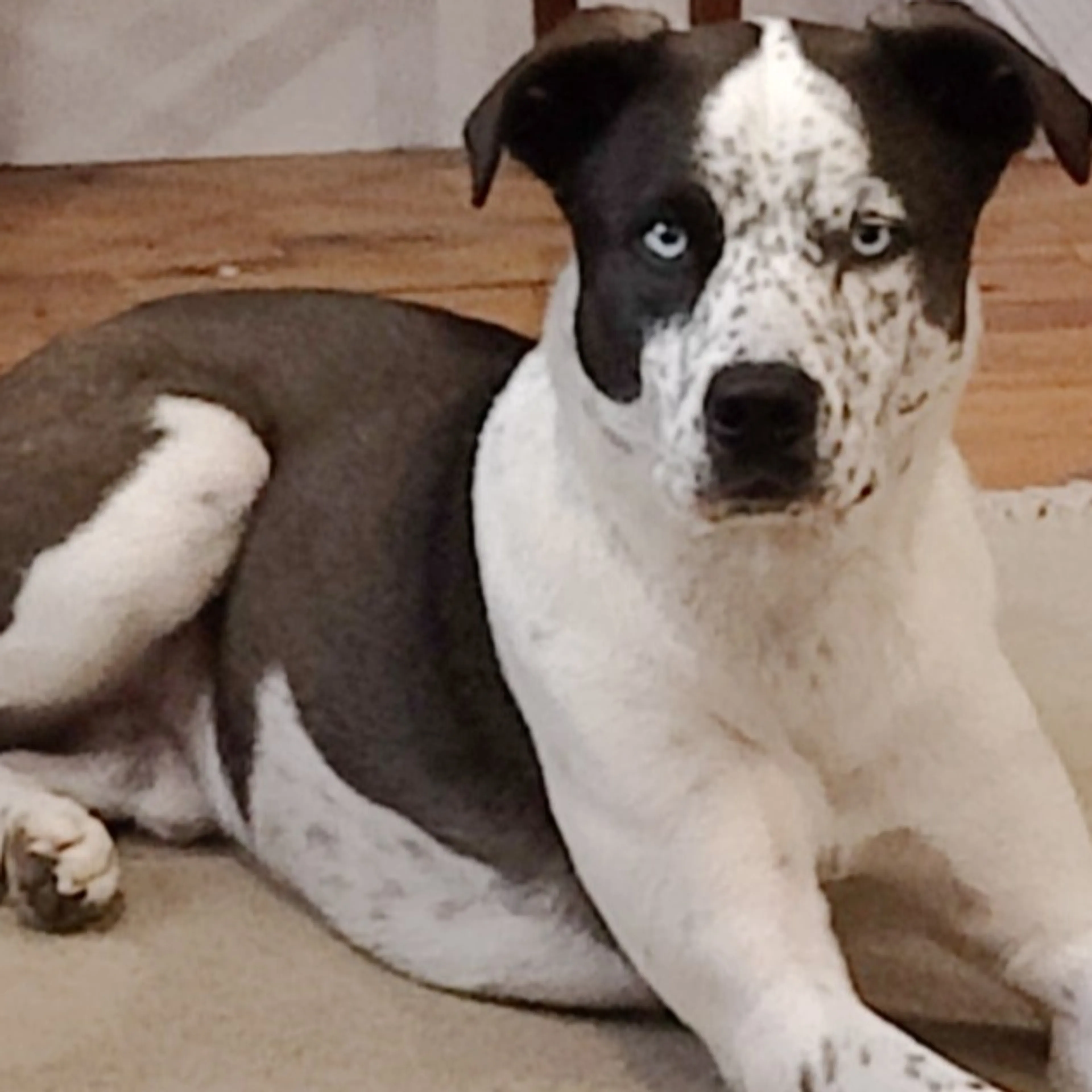 Lost pet-2
