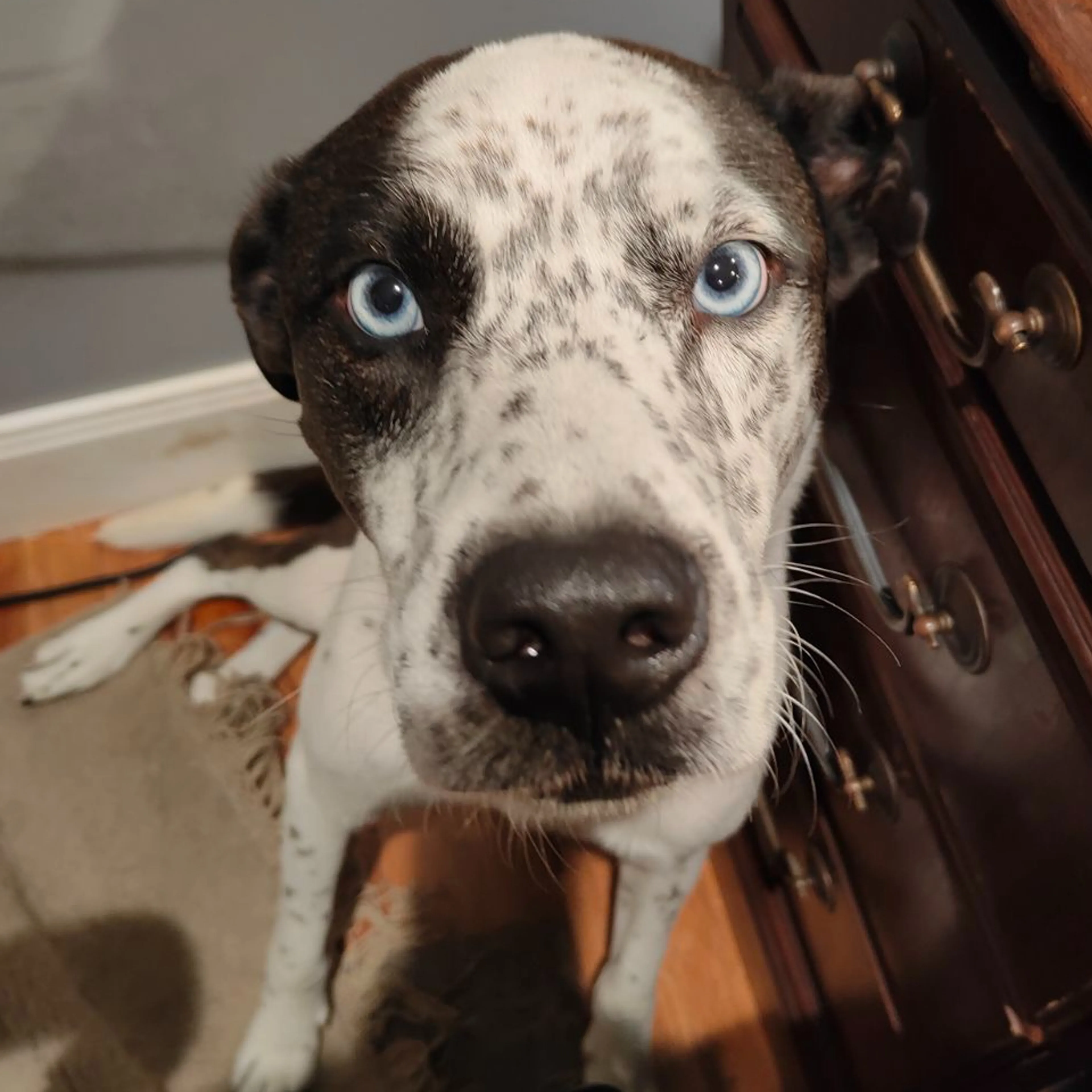 Lost pet-1