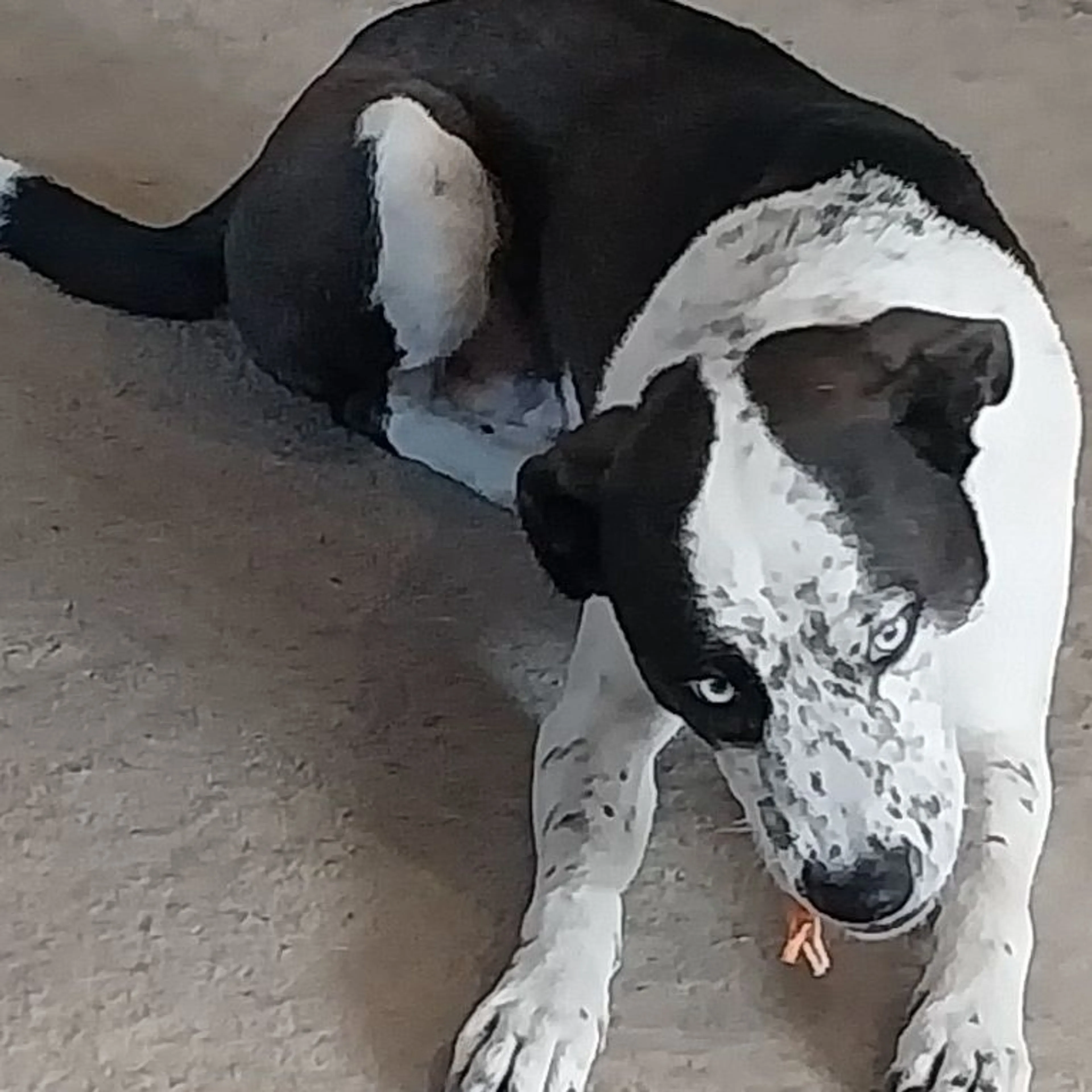 Lost pet-0