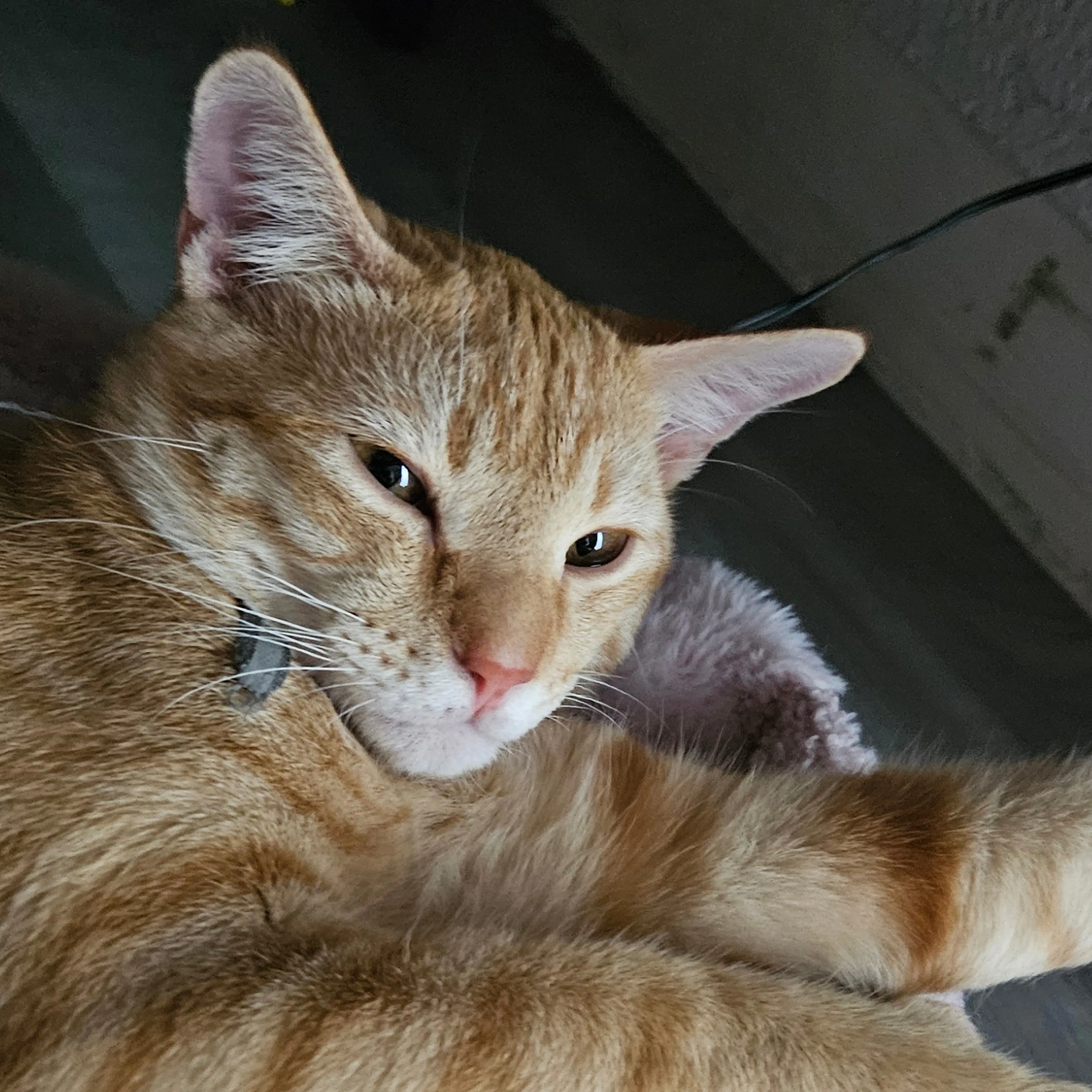 Lost pet-2