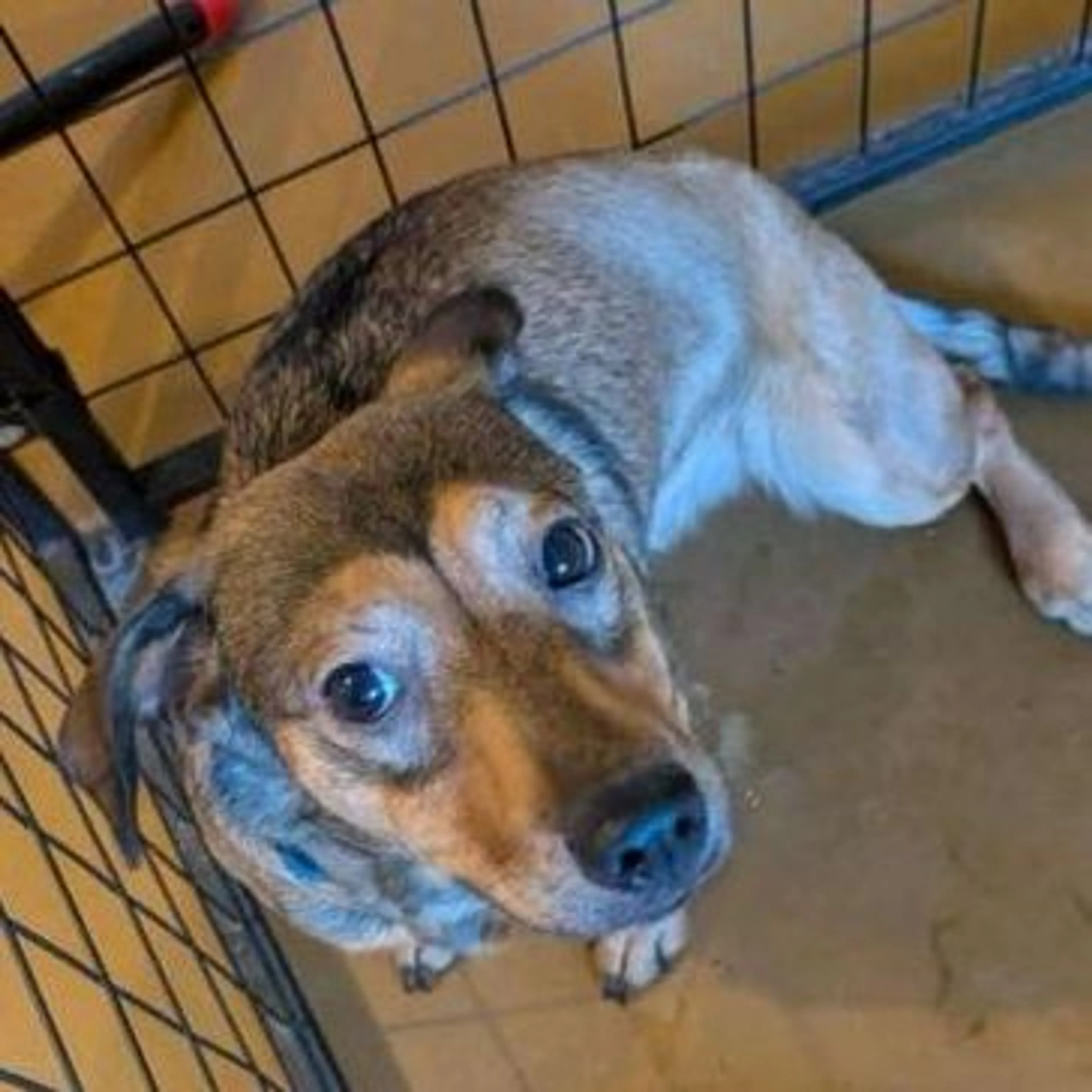 Found pet