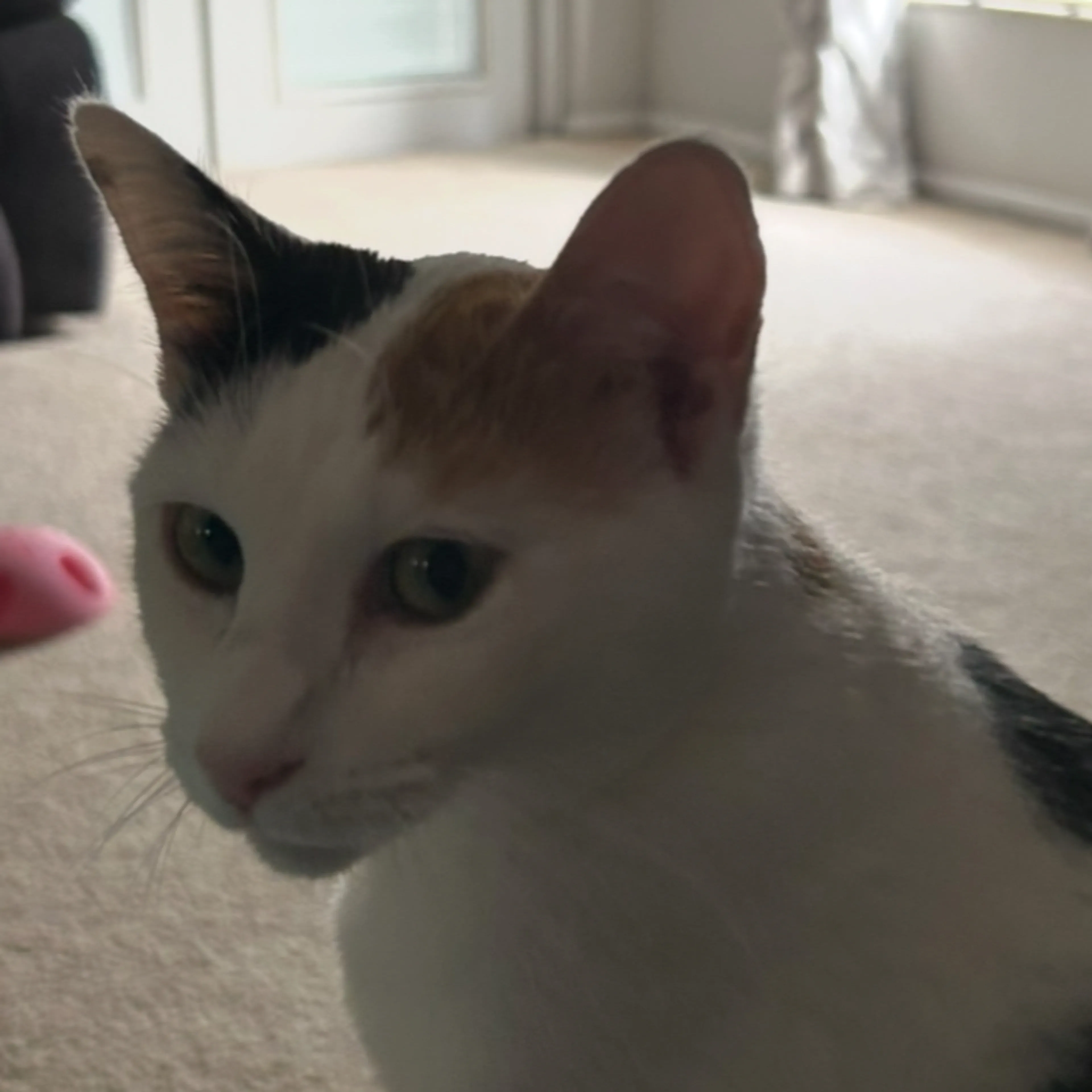 Lost pet-1