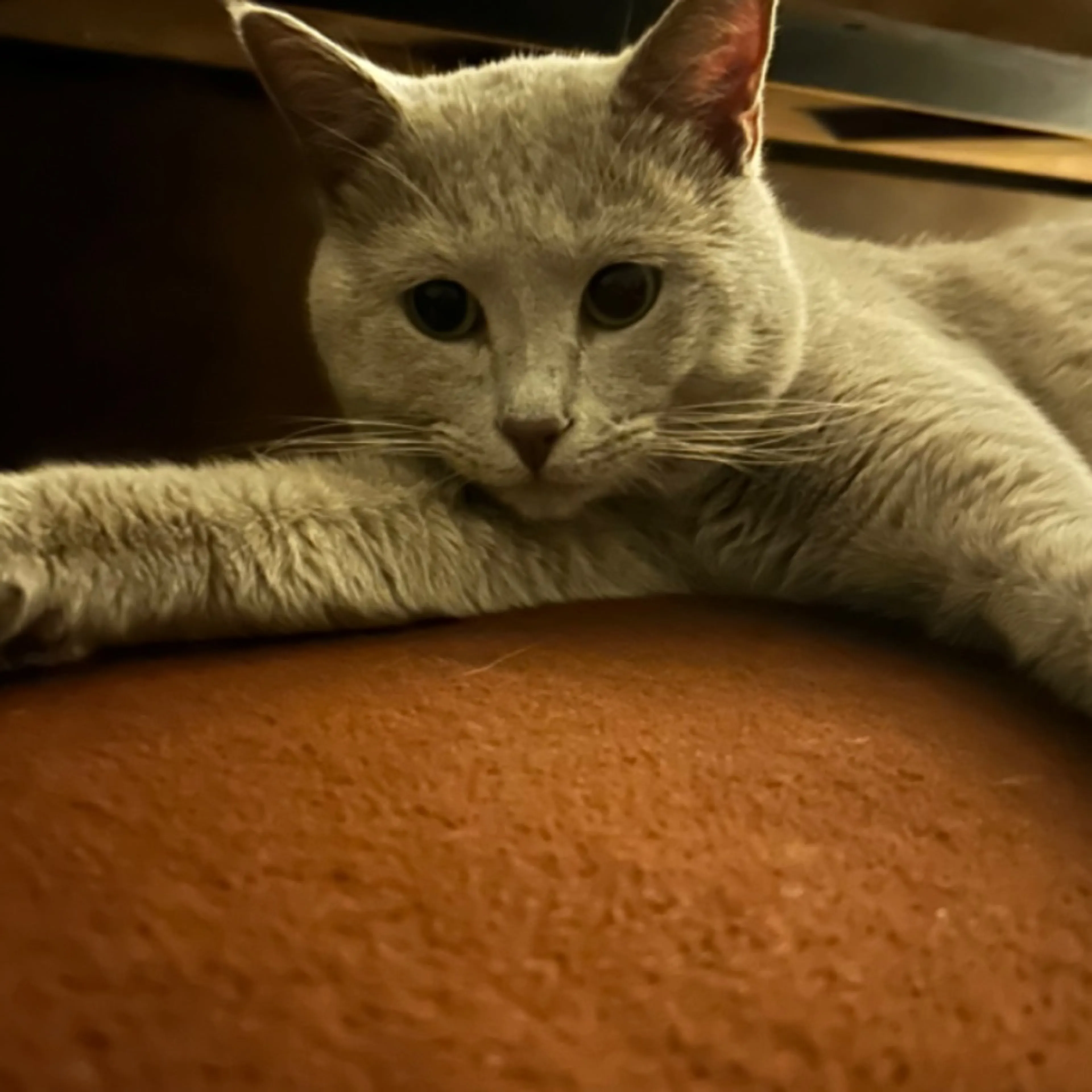 Lost pet