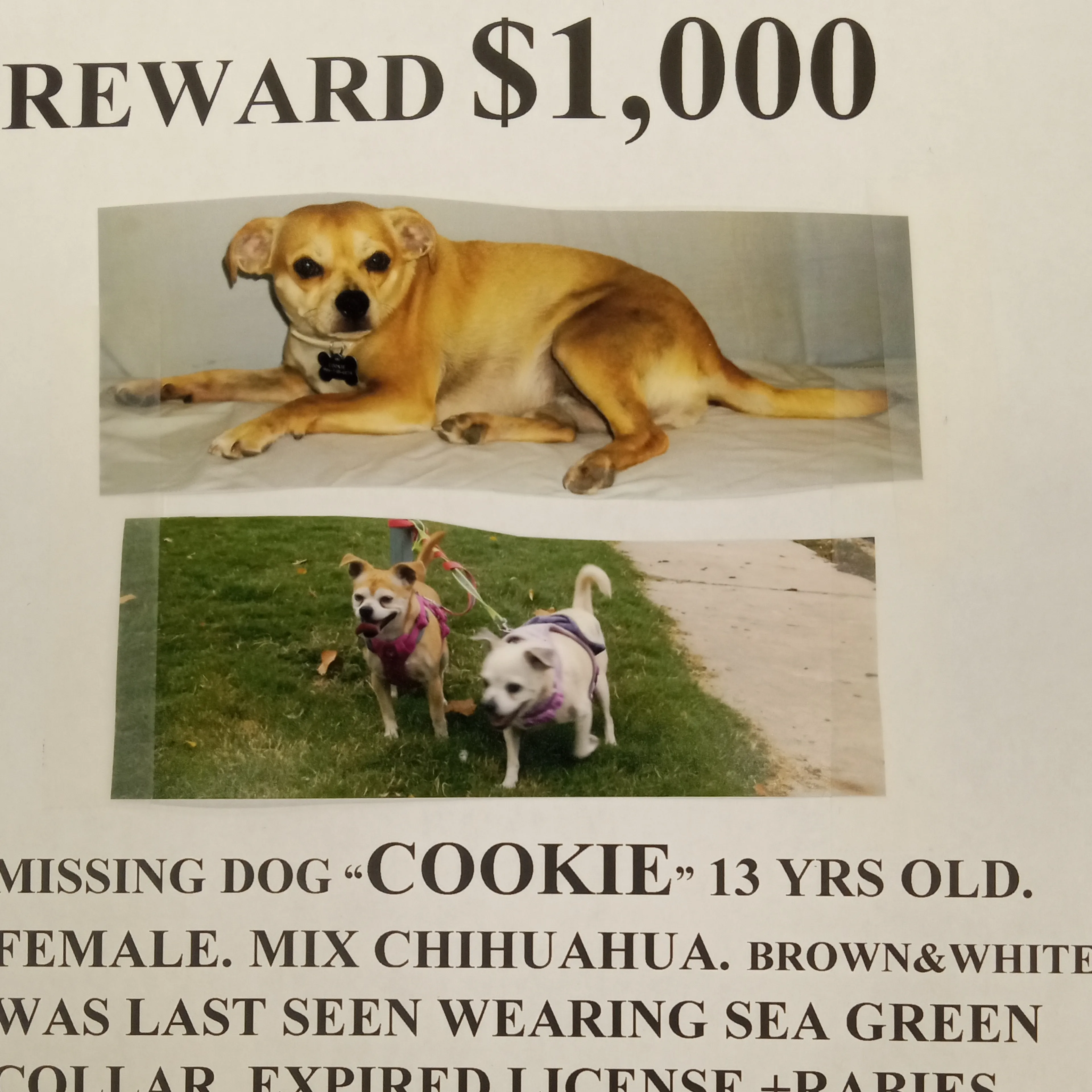 Lost pet