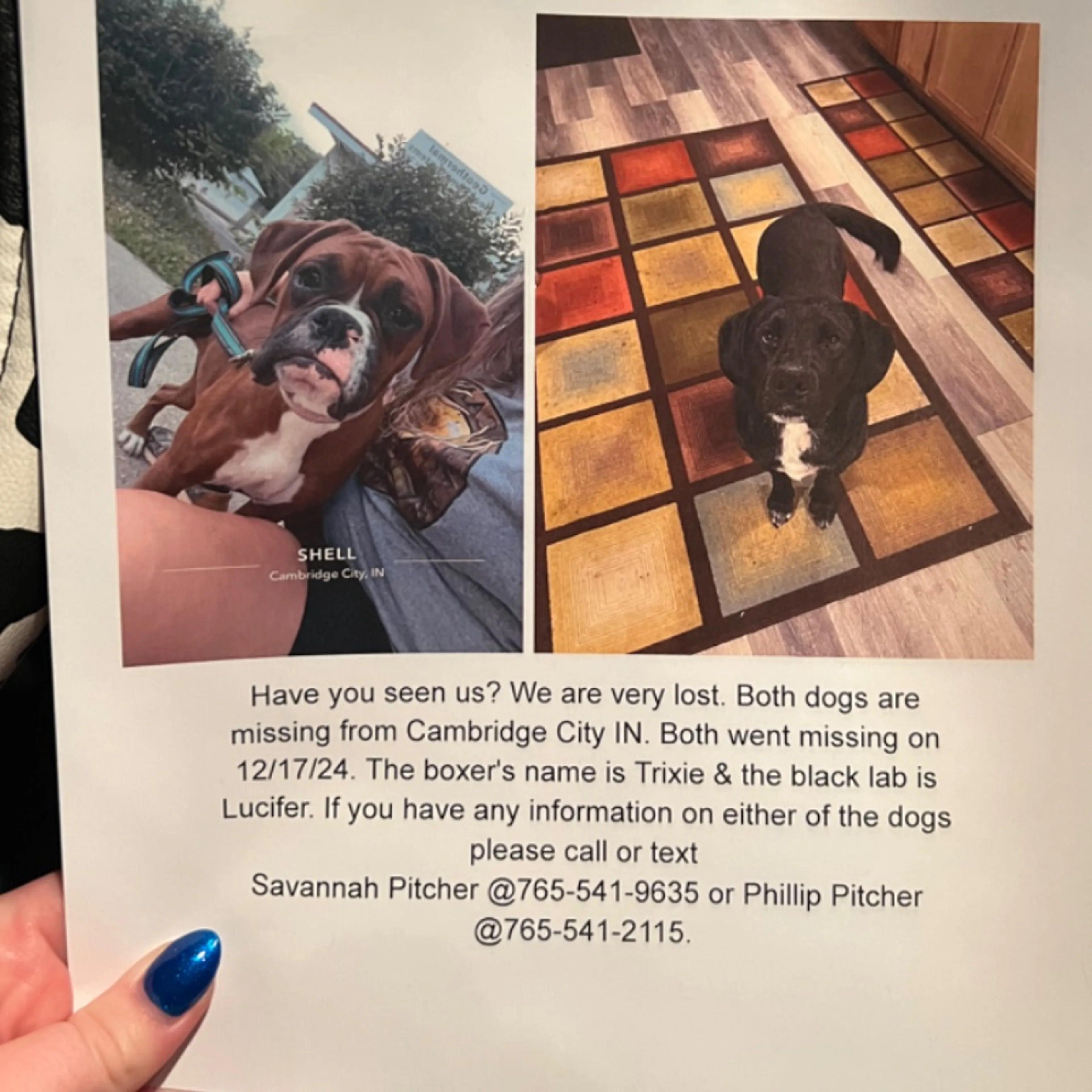 Lost pet