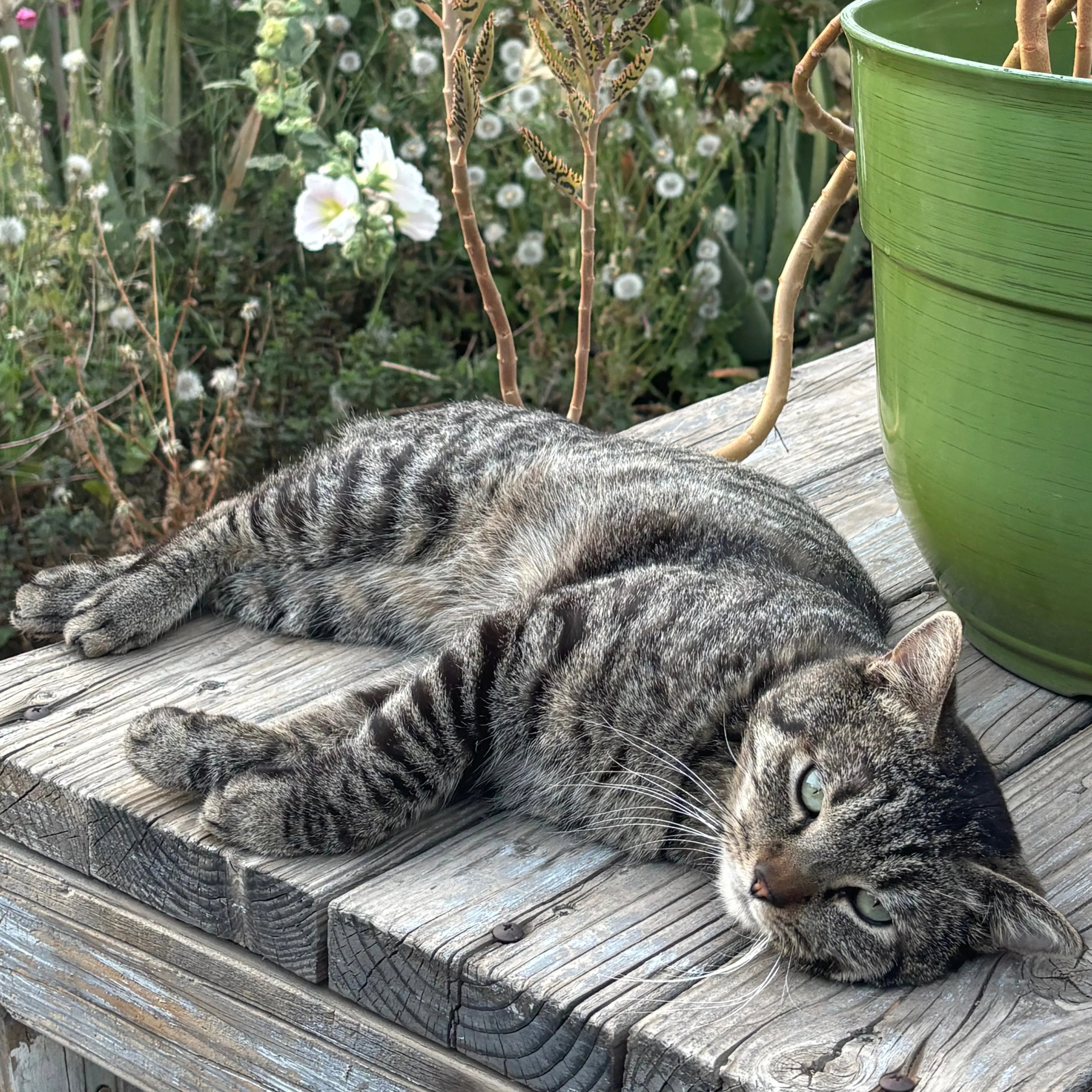 Lost pet-2