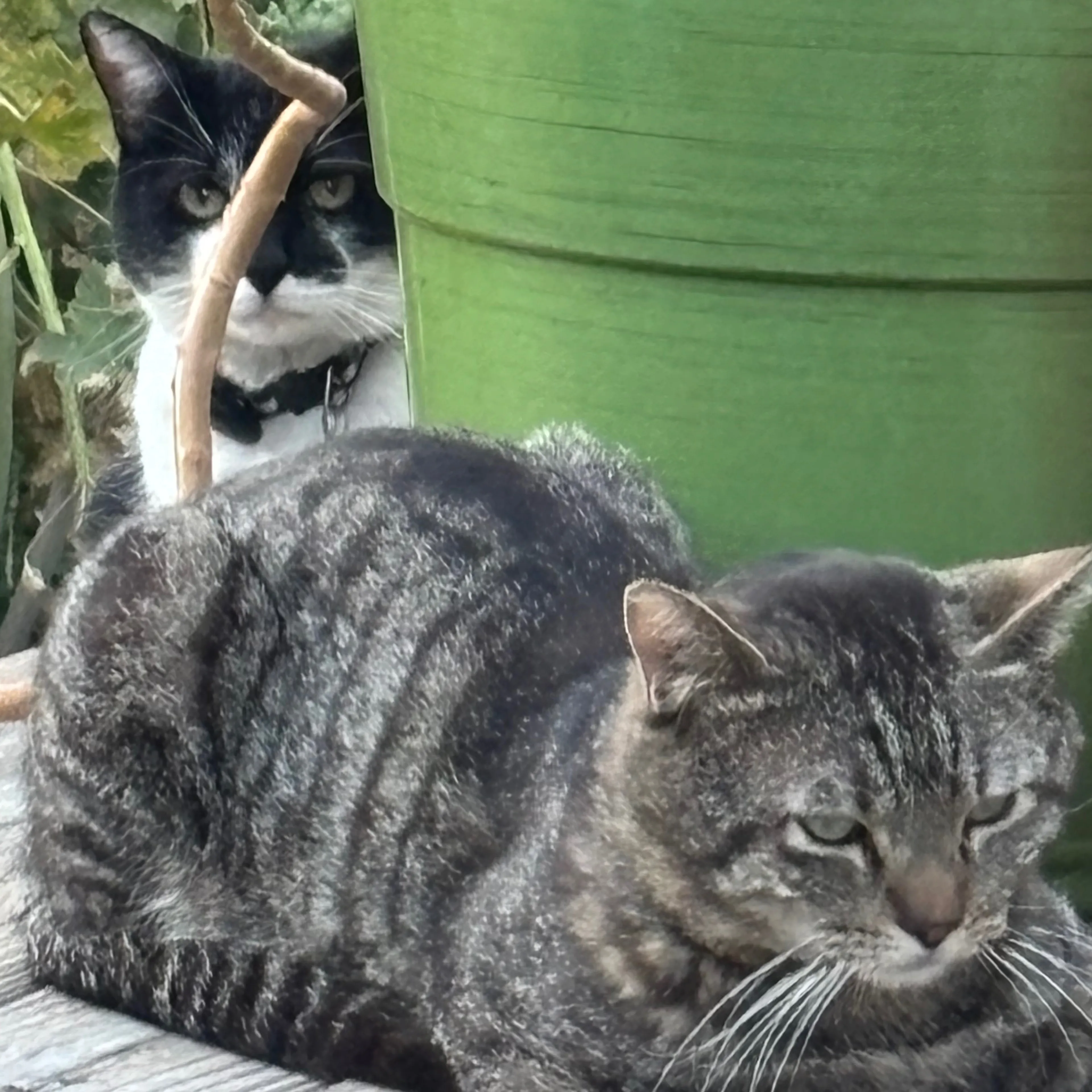 Lost pet-1
