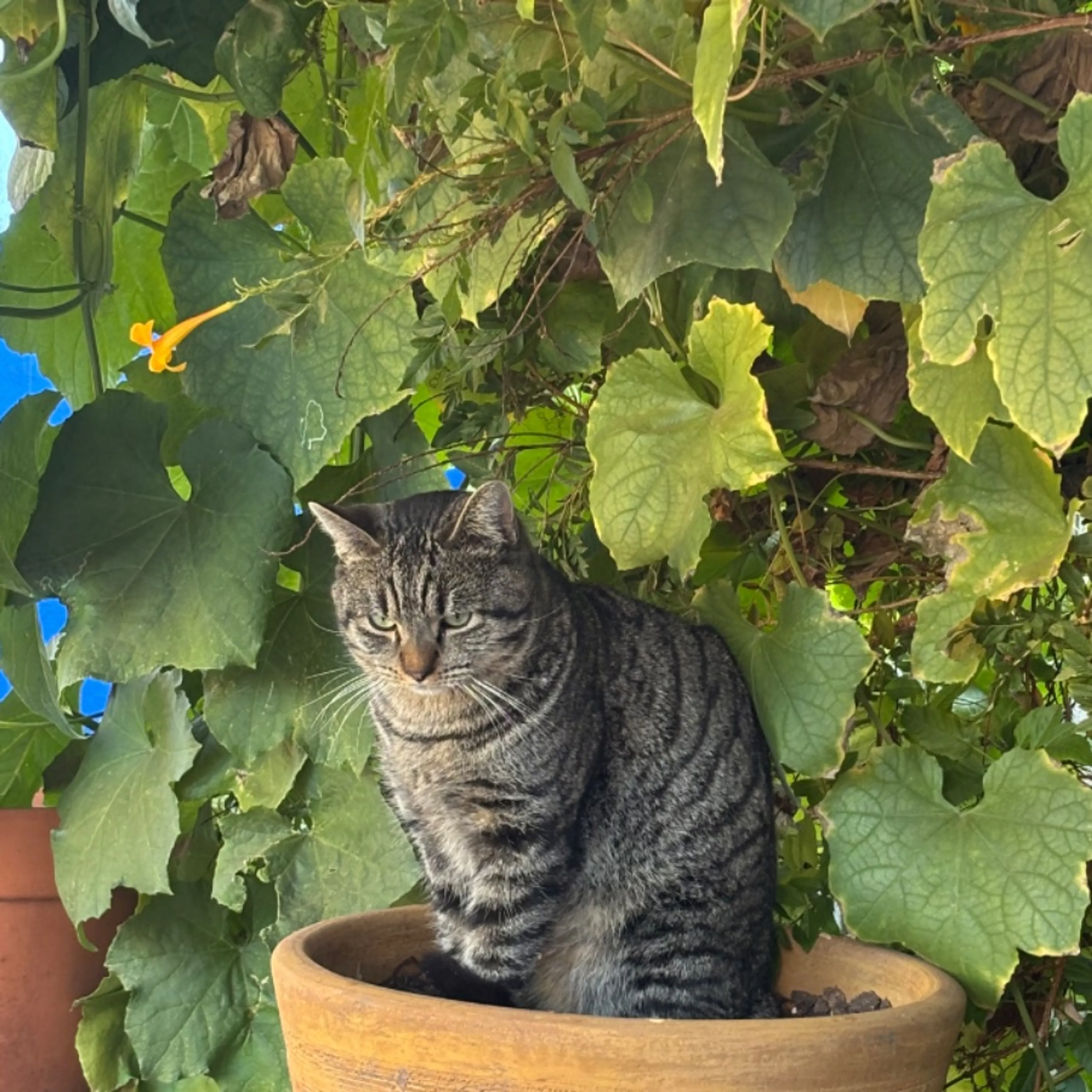 Lost pet-0