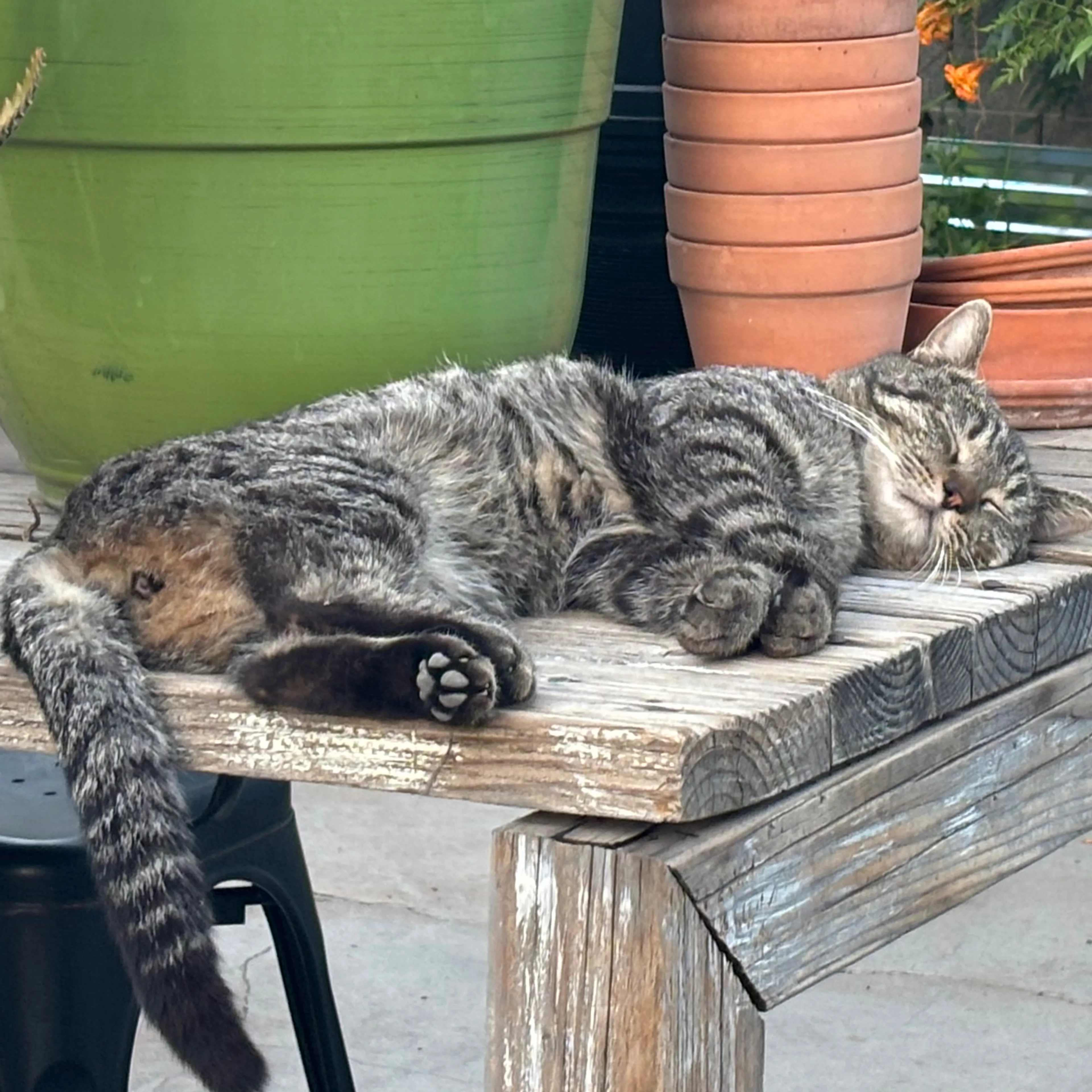 Lost pet-3