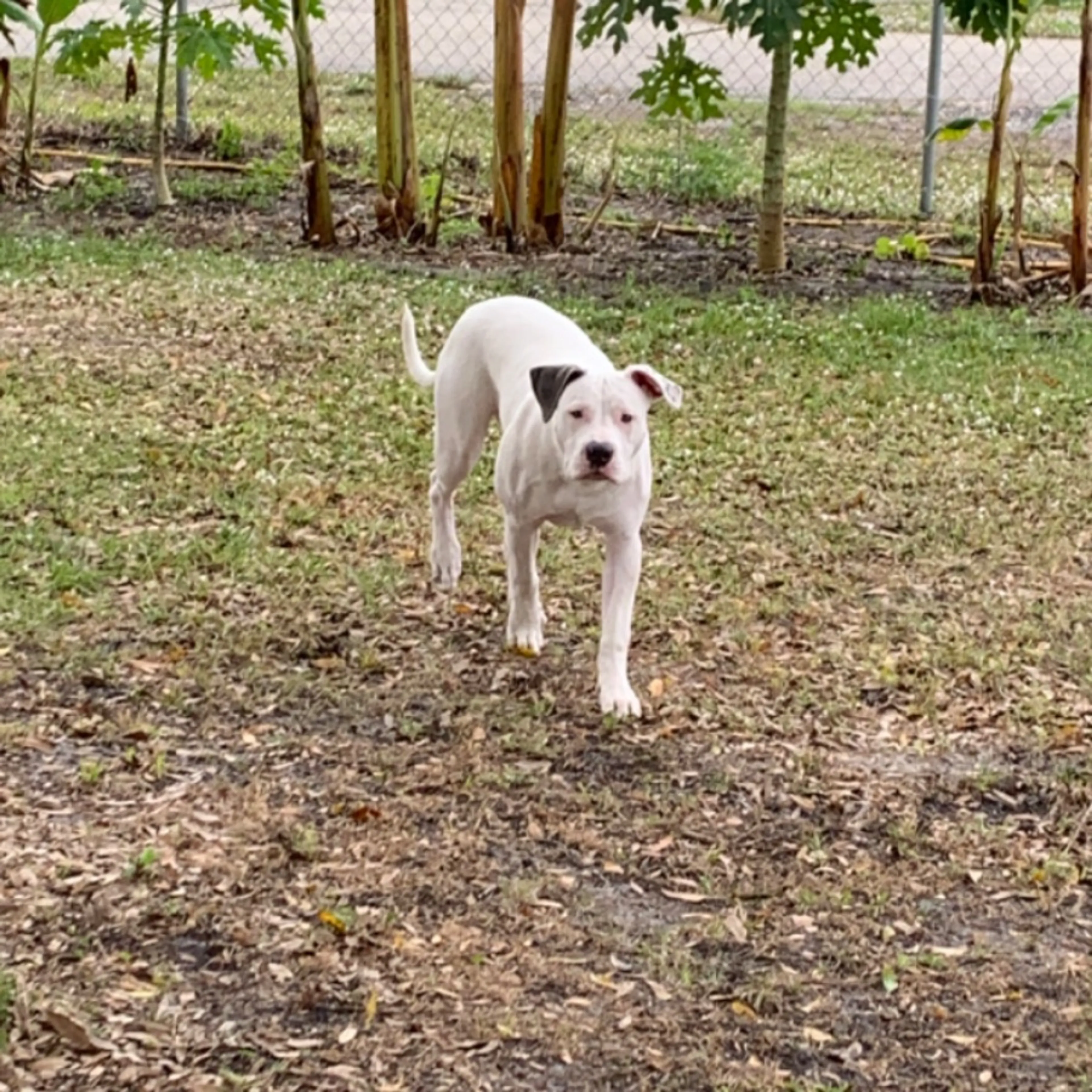 Lost pet-0
