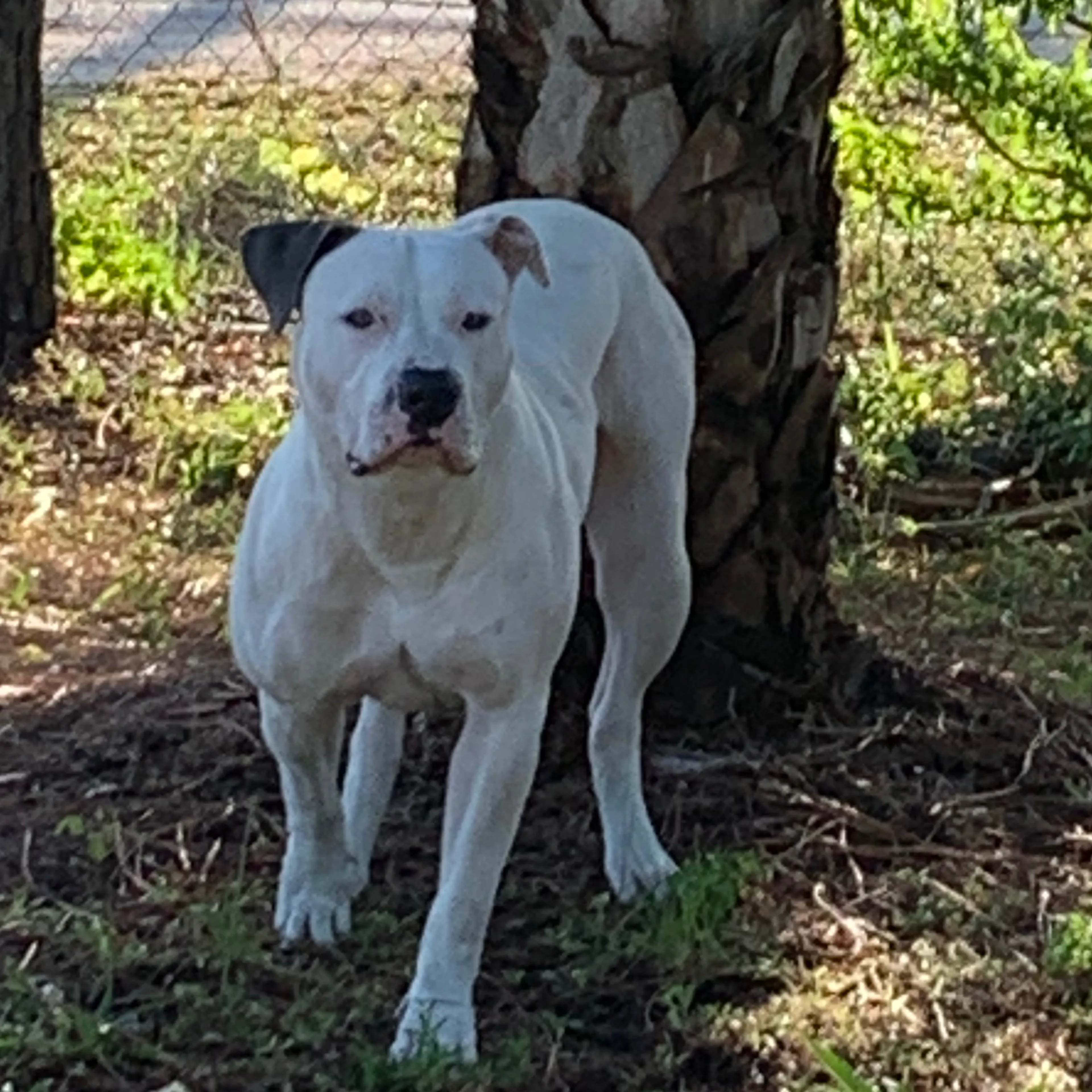 Lost pet-1