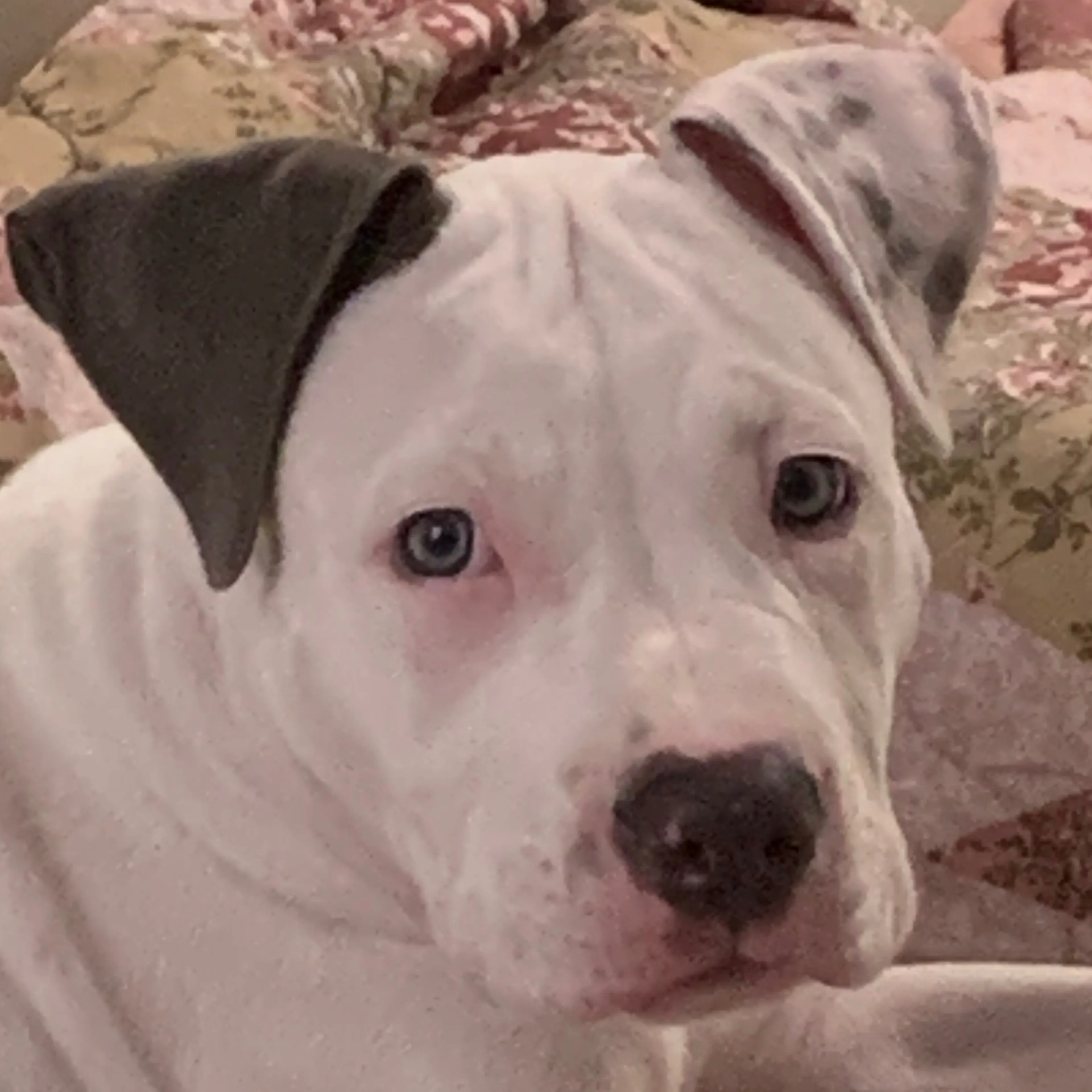 Lost pet-2