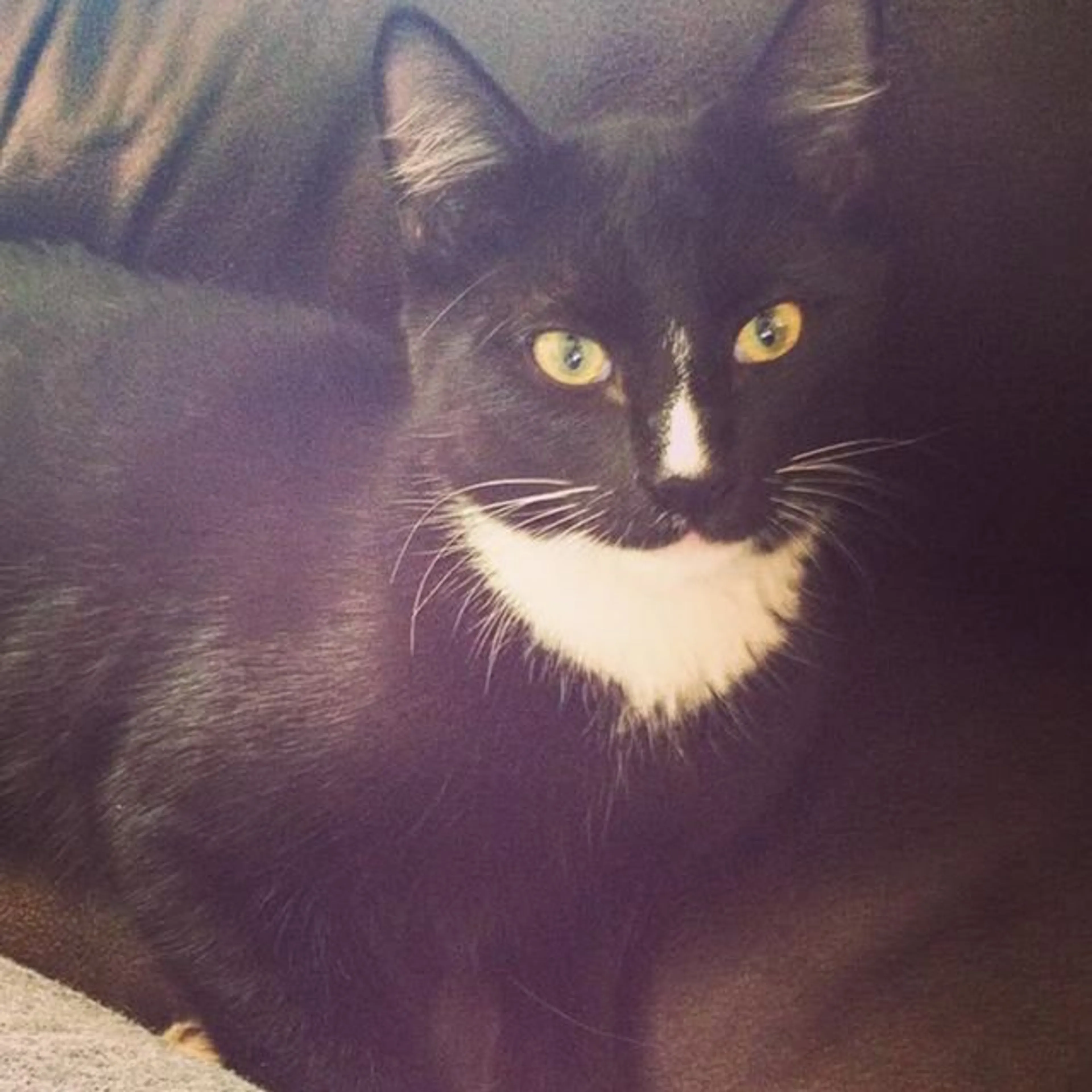 Lost pet