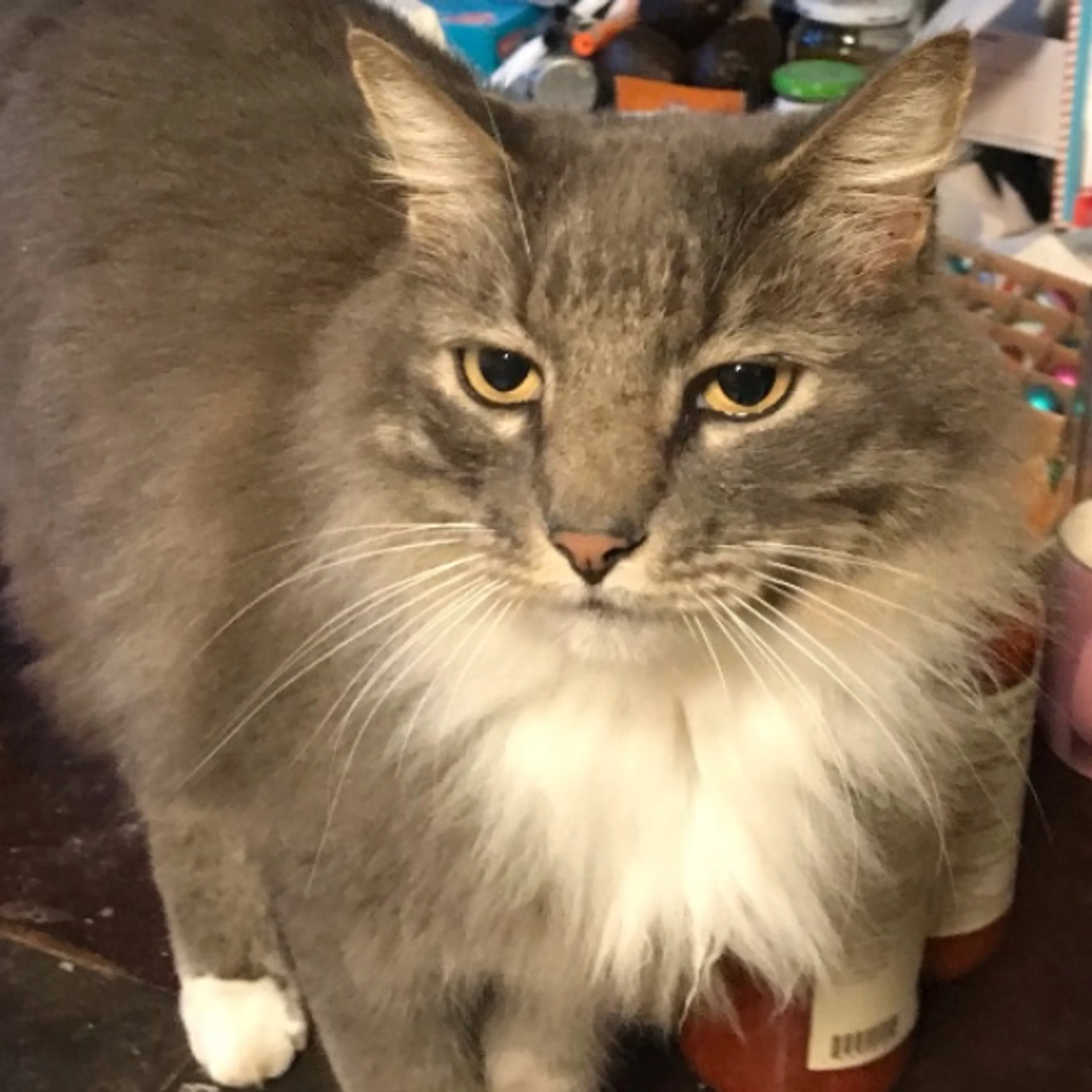 Lost pet-0