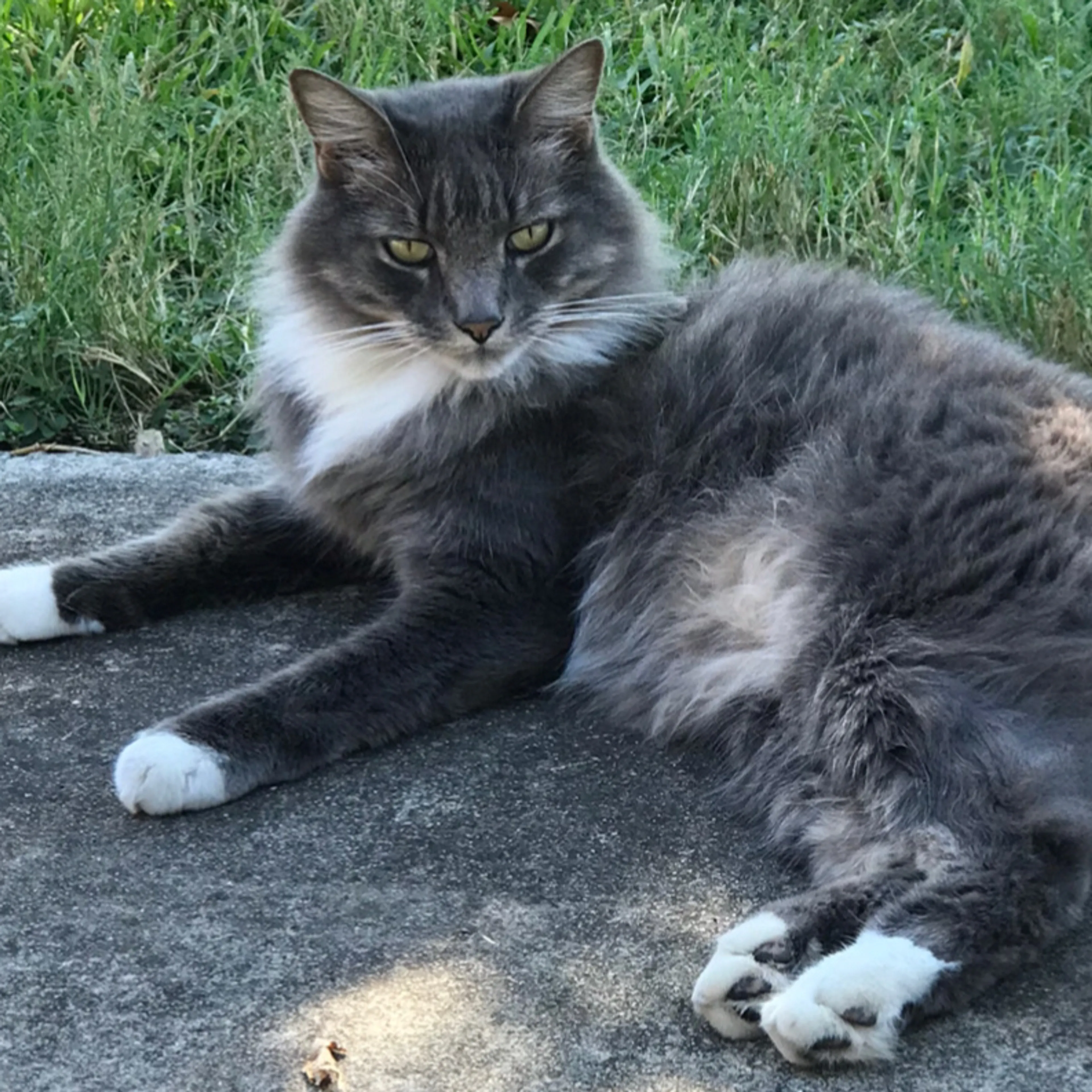 Lost pet-1