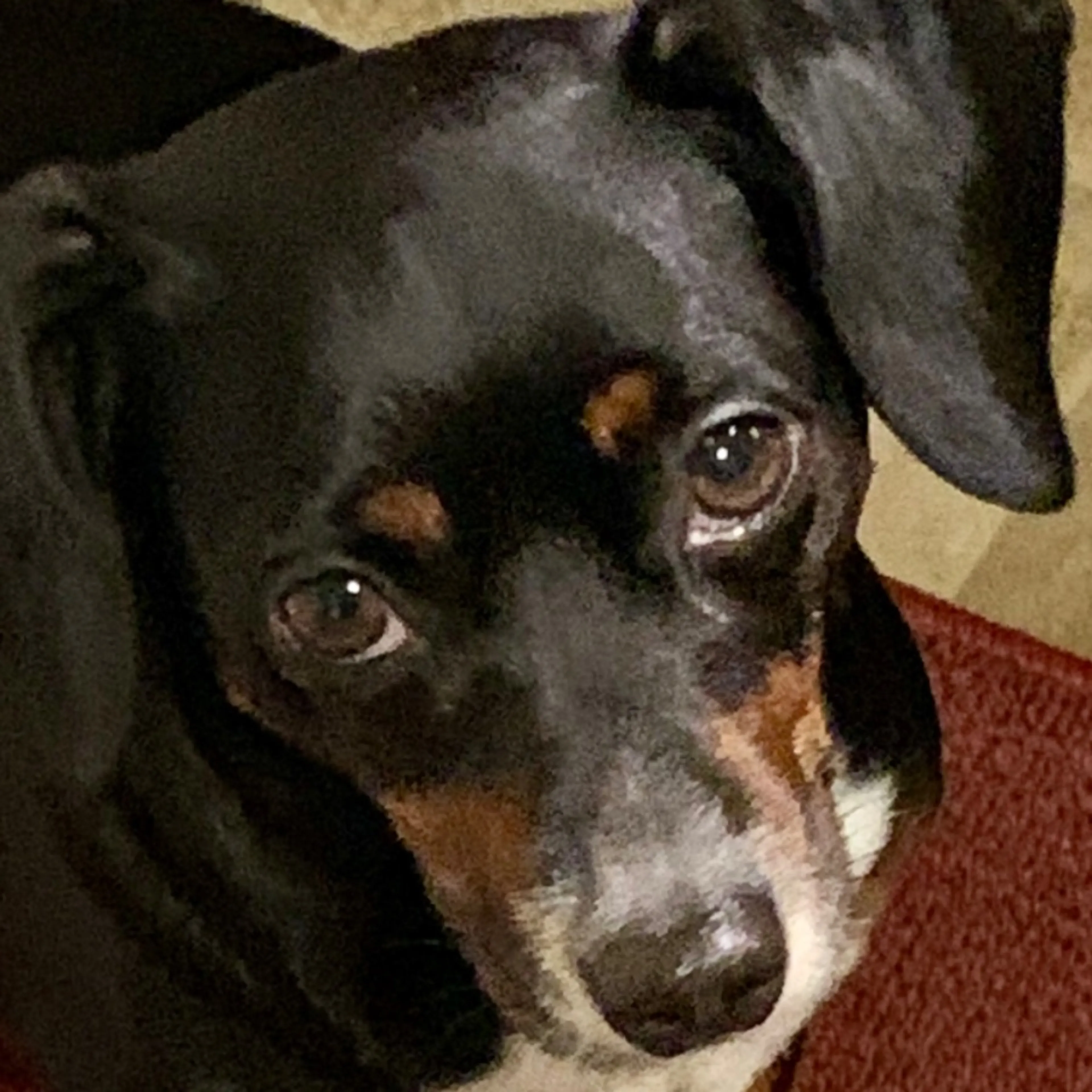 Lost pet-0