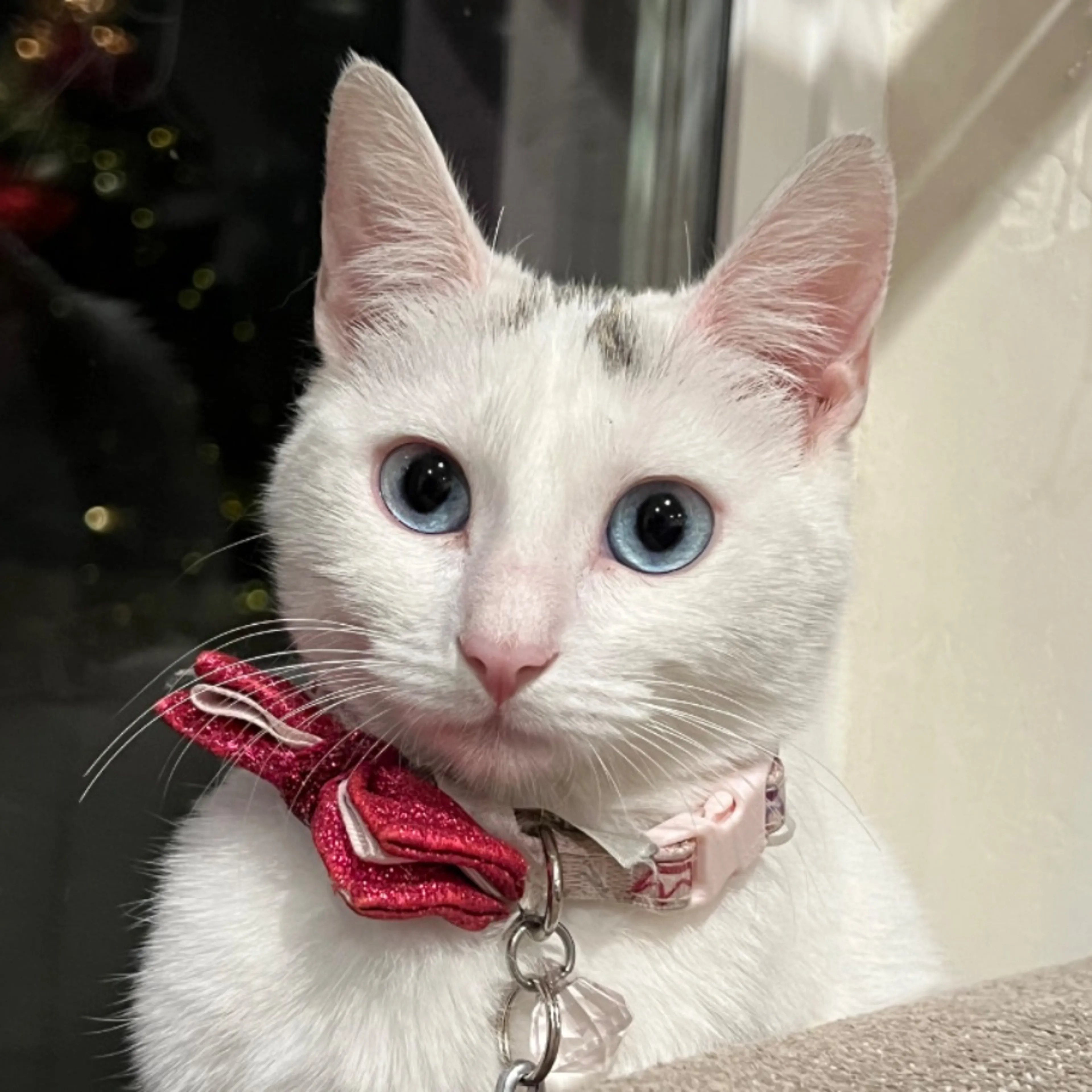Lost pet-0