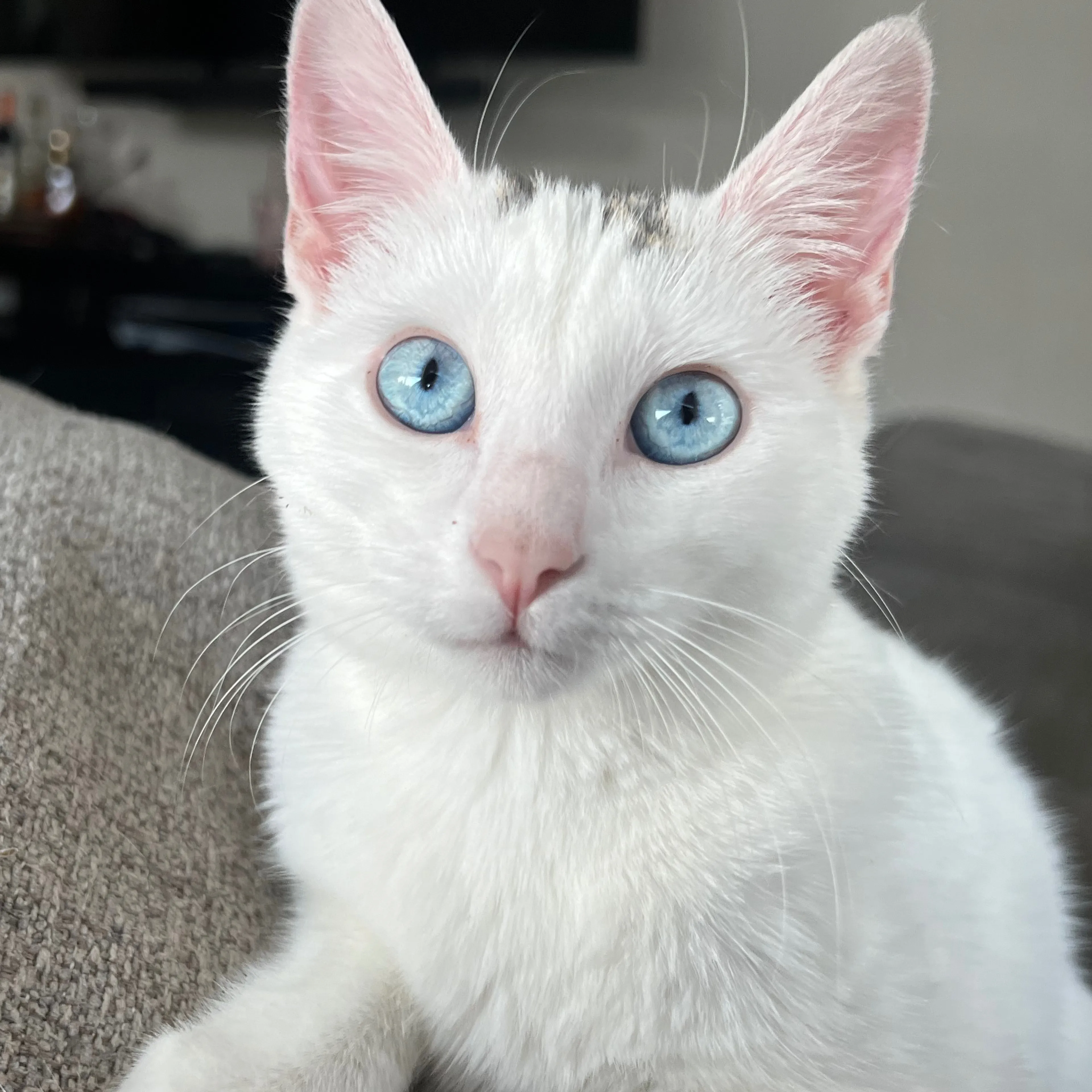 Lost pet-1