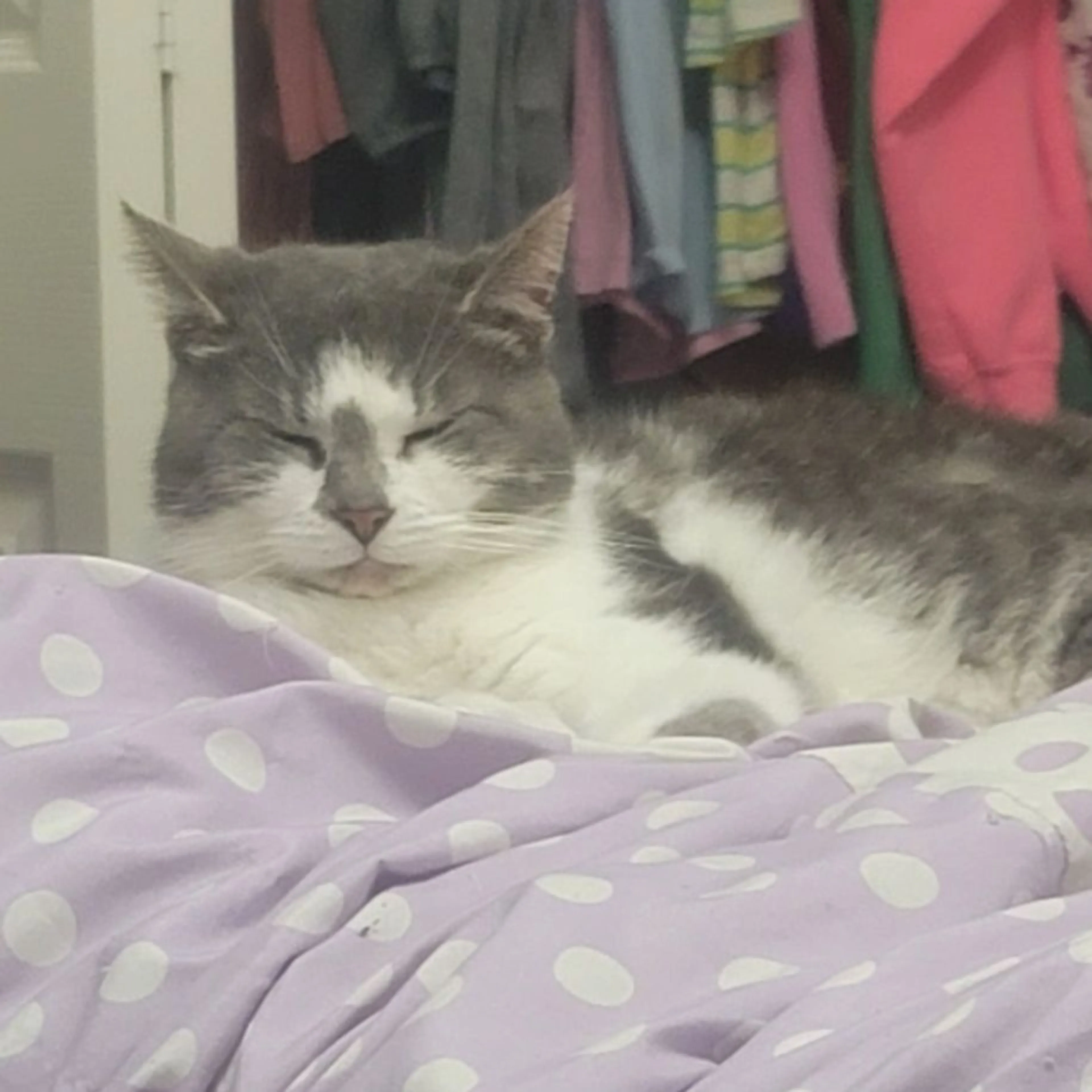 Lost pet