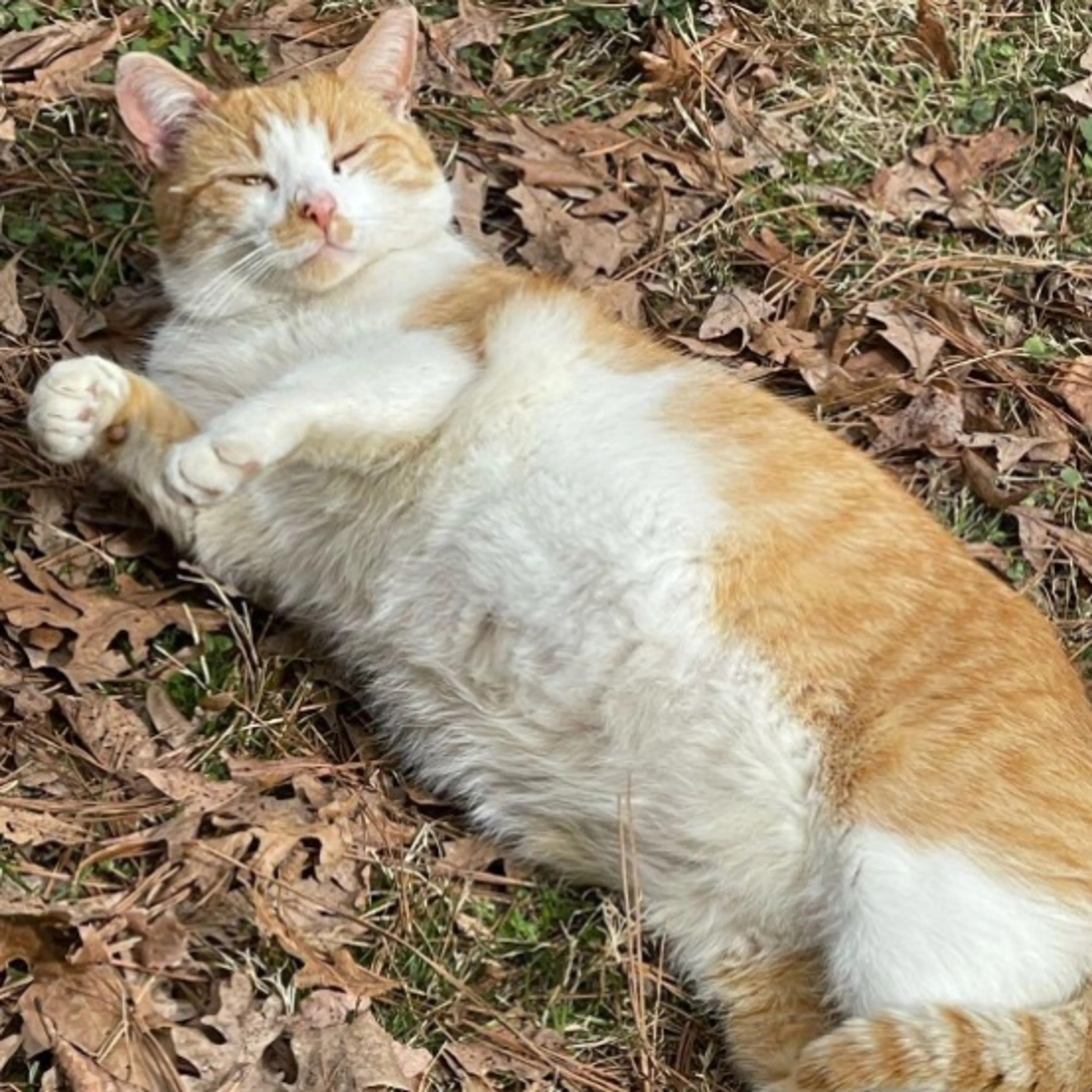 Lost pet-0