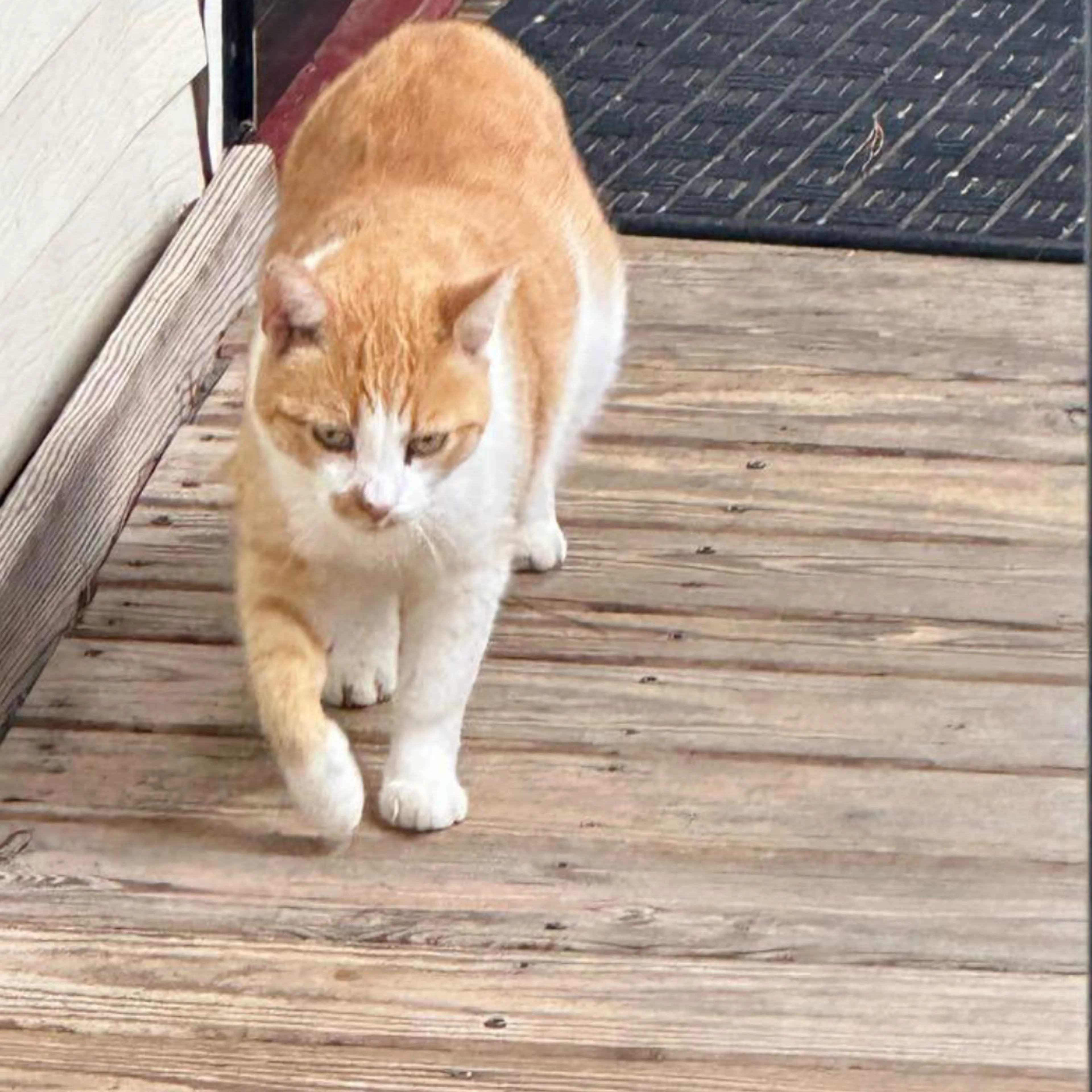 Lost pet-3