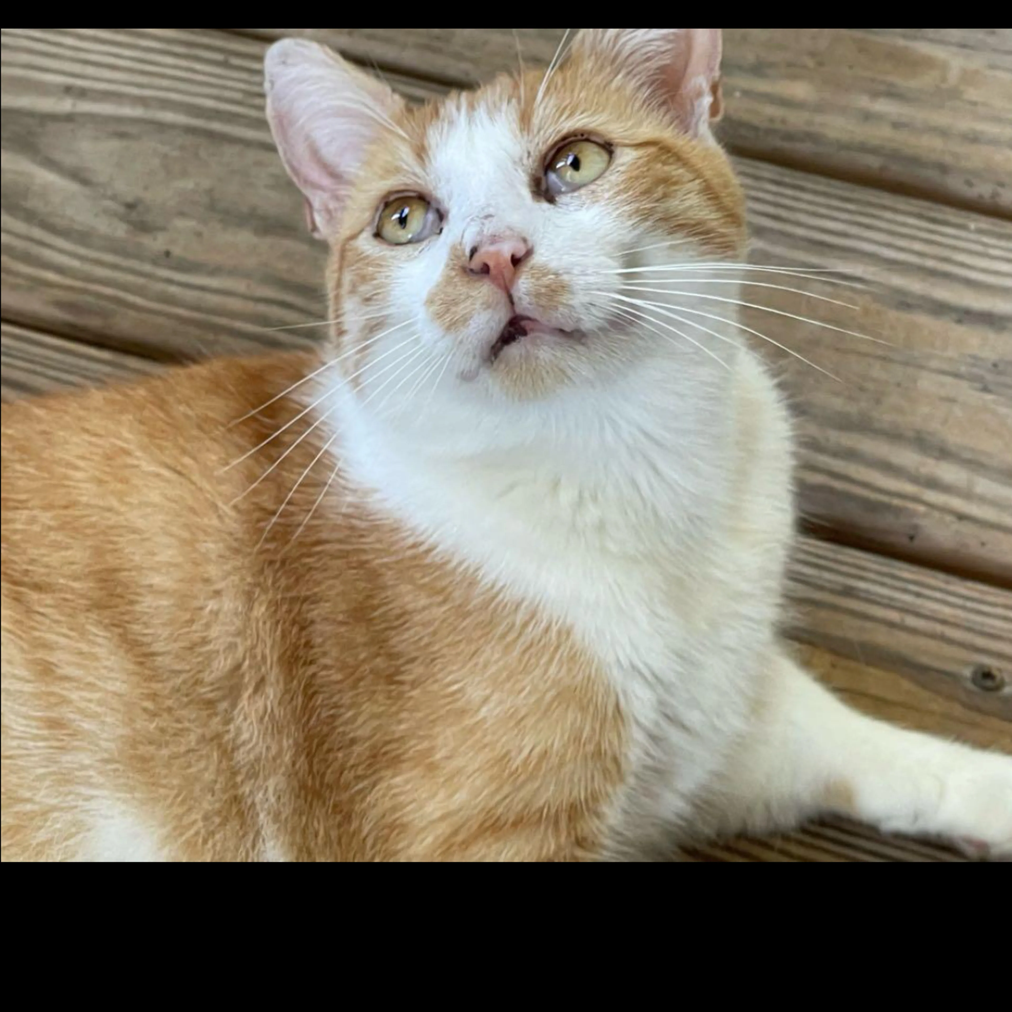 Lost pet-2