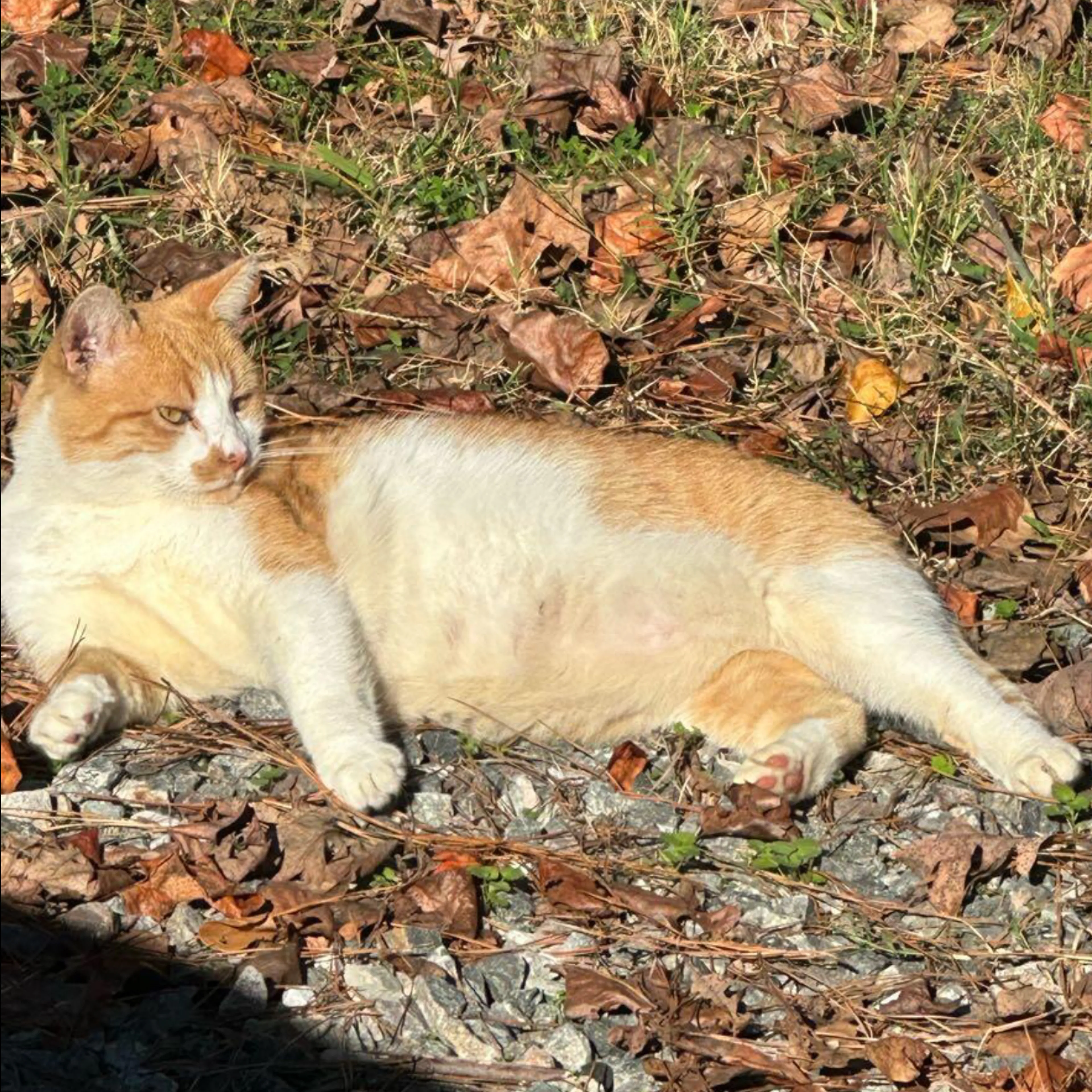 Lost pet-1