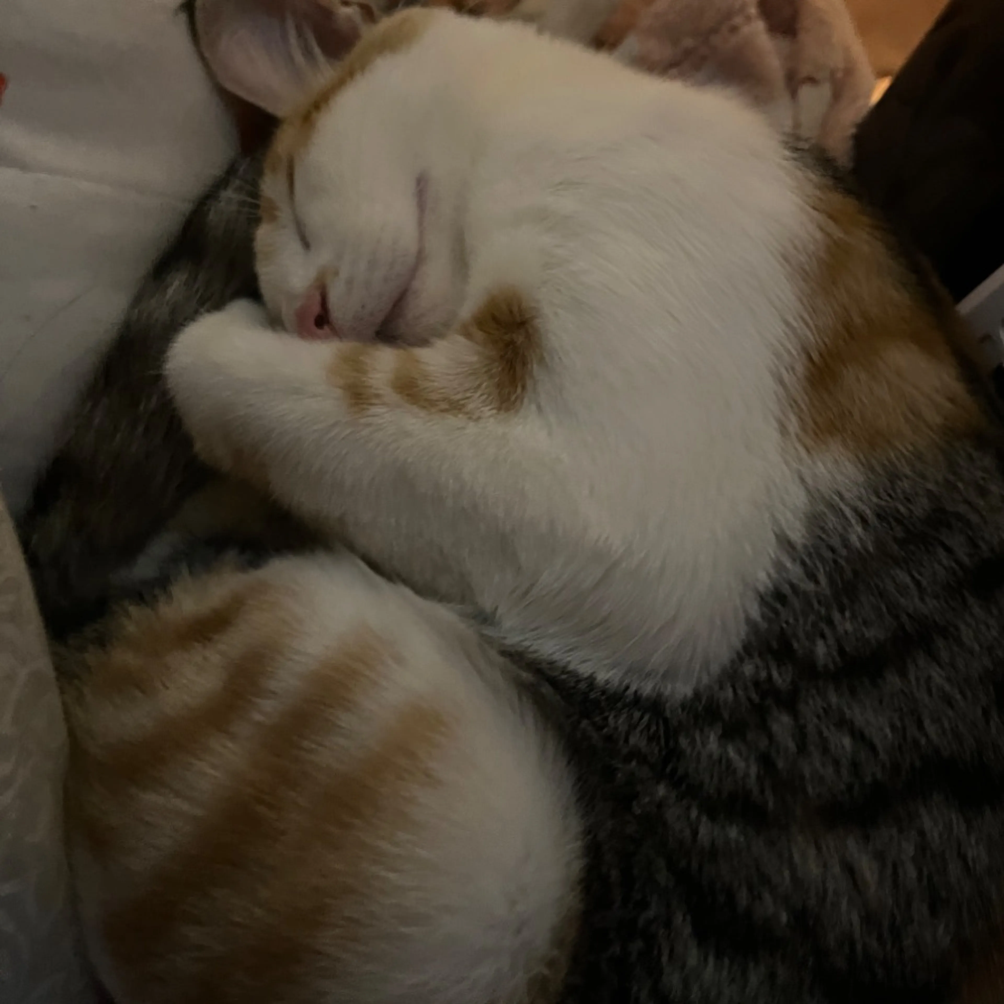 Lost pet