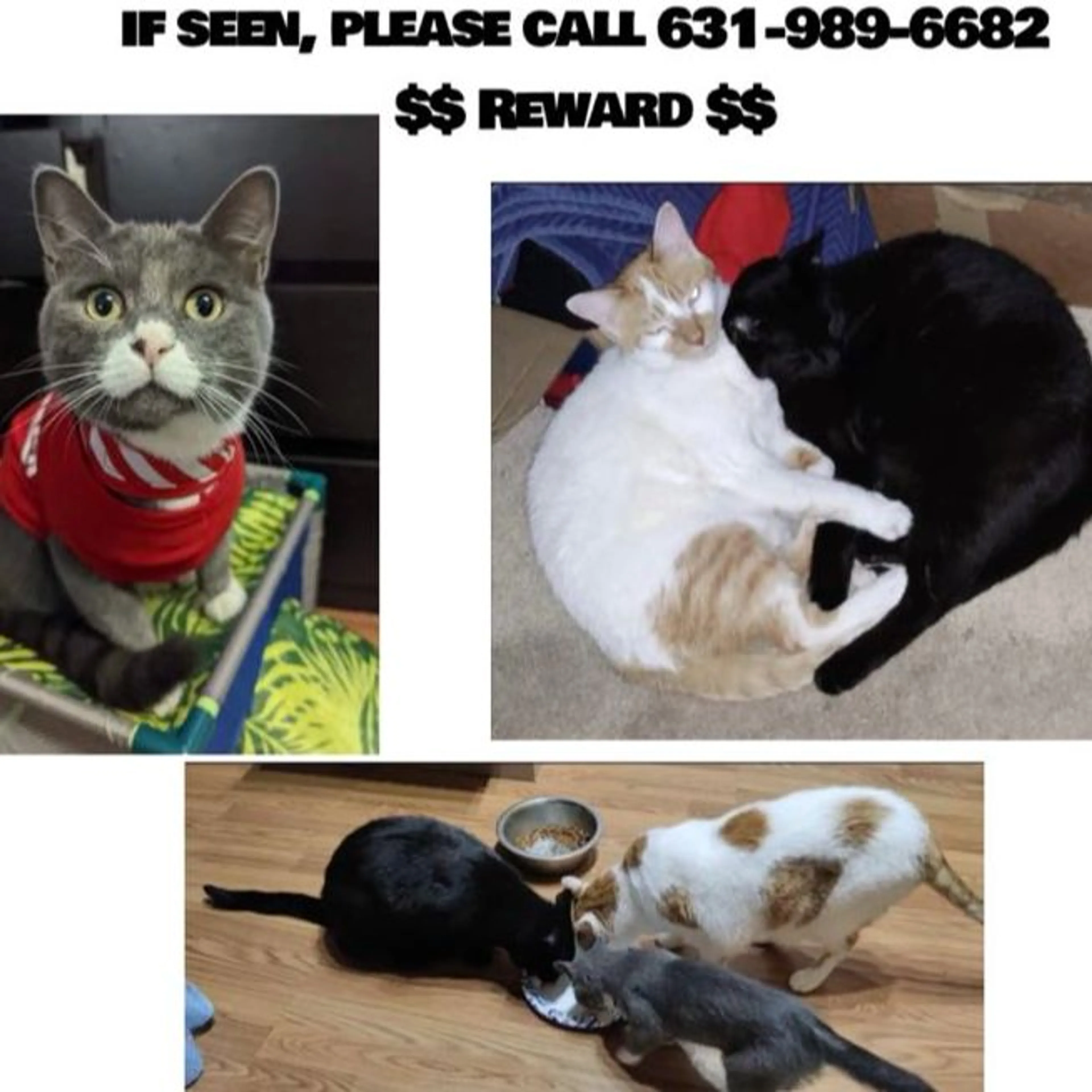 Lost pet