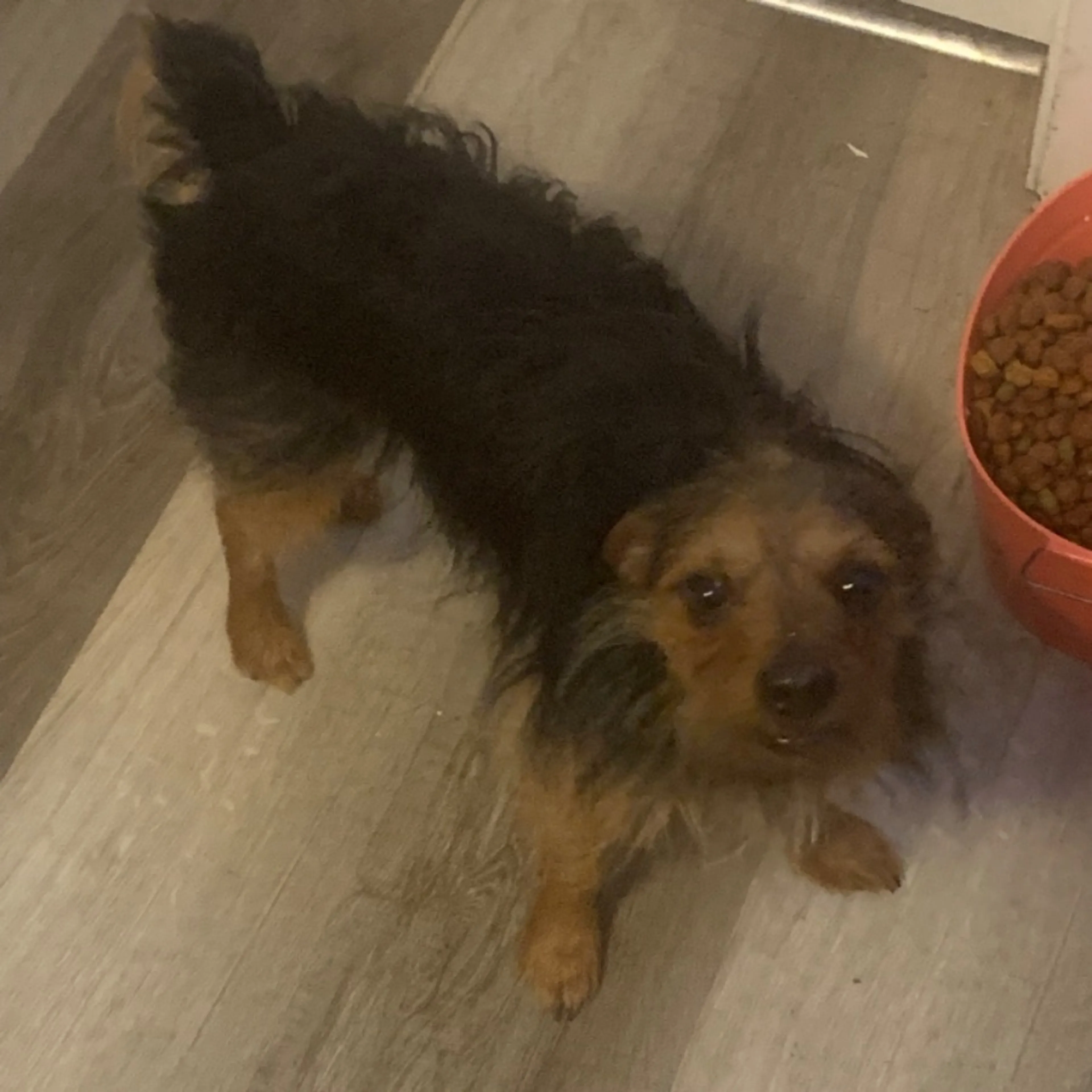 Lost pet