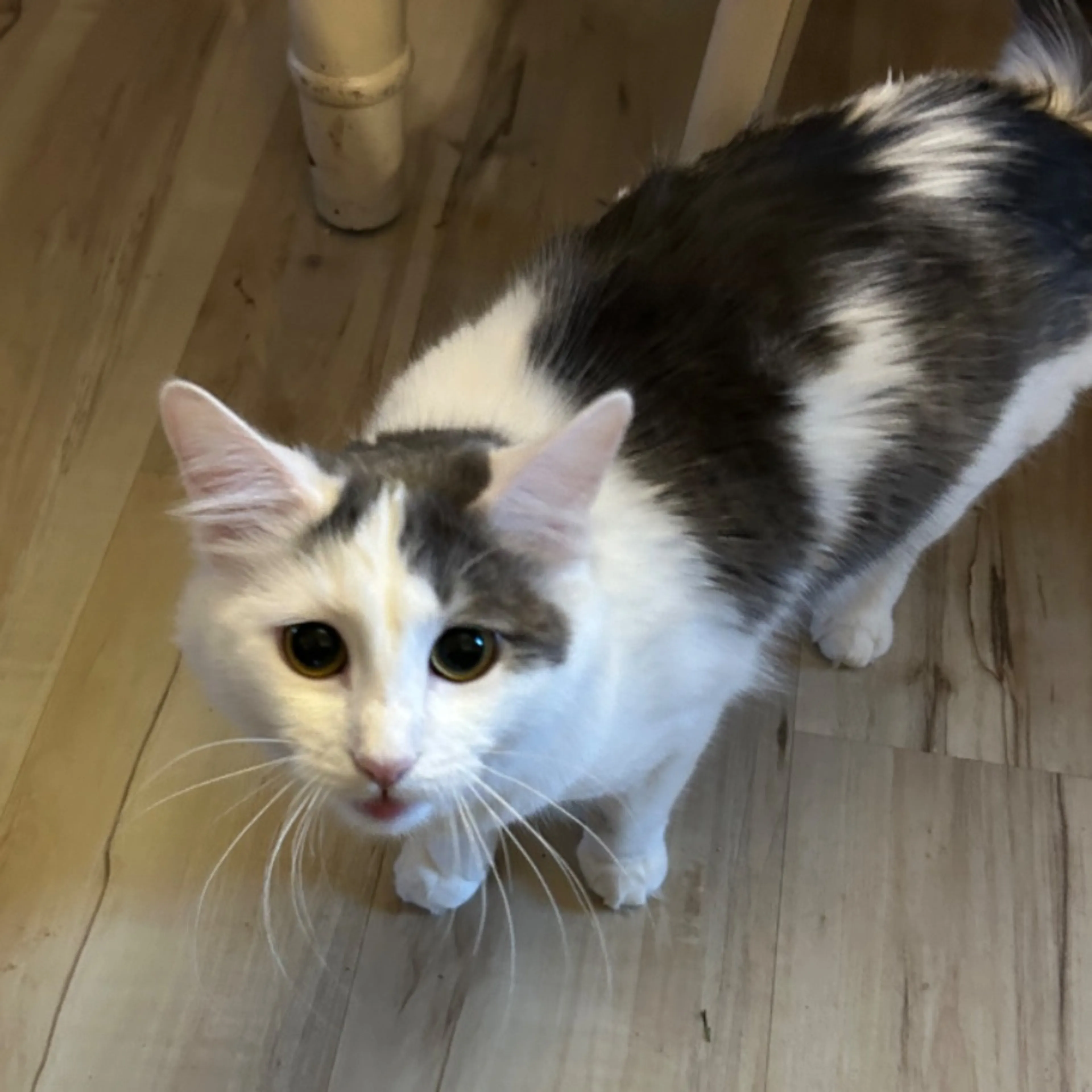 Lost pet