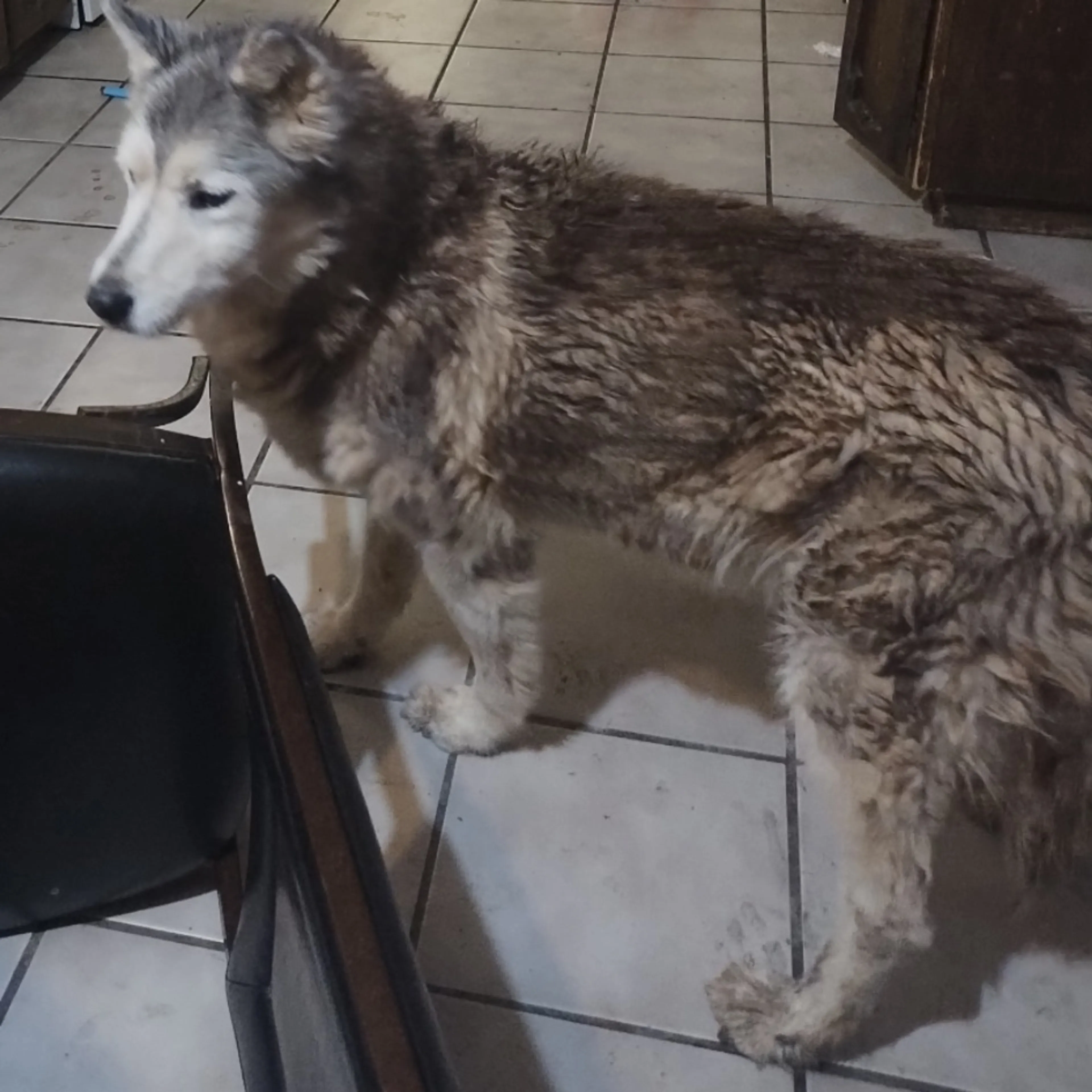 Lost pet